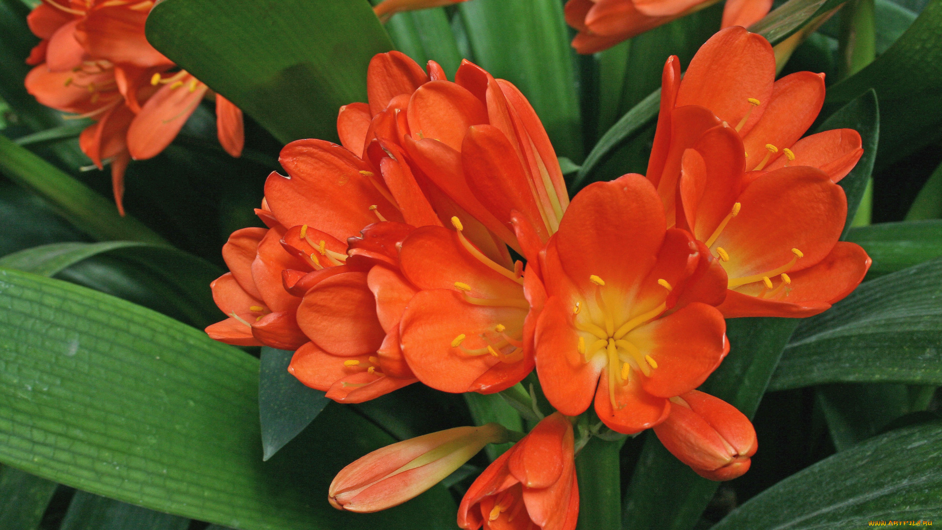 цветы, кливия, clivia