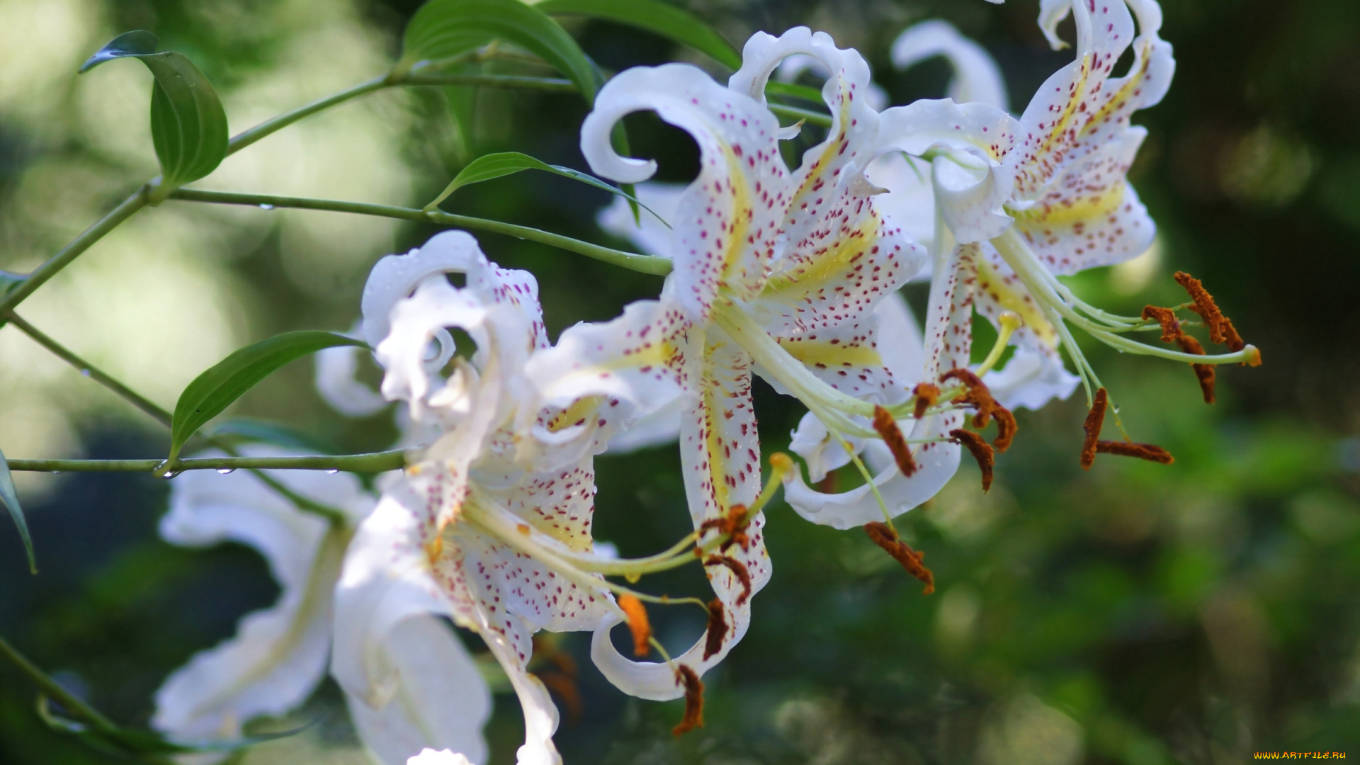 цветы, лилии, лилейники, белый