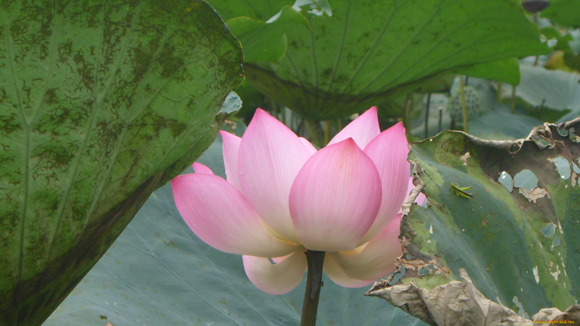 цветы, лотосы, лотос