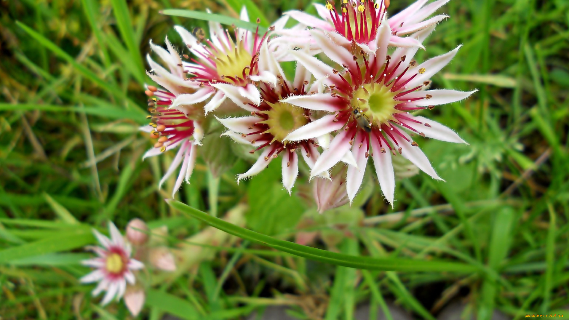 цветы, розовый