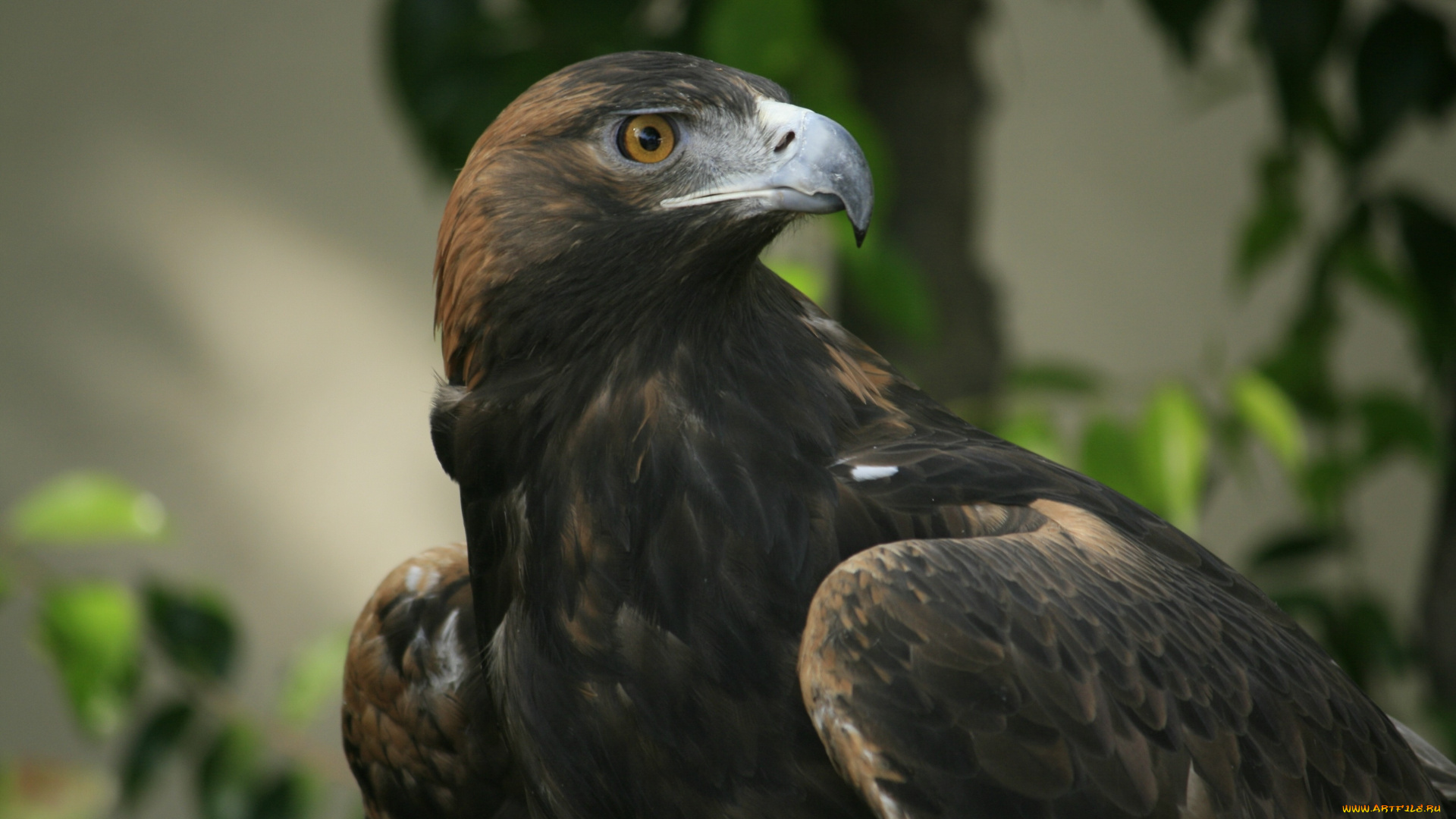 eagle, животные, птицы, хищники, взгляд, гордый