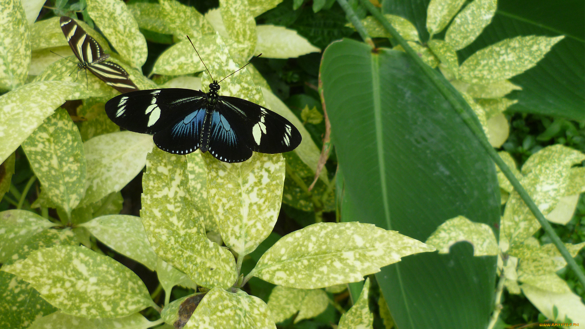 животные, бабочки, бабочка
