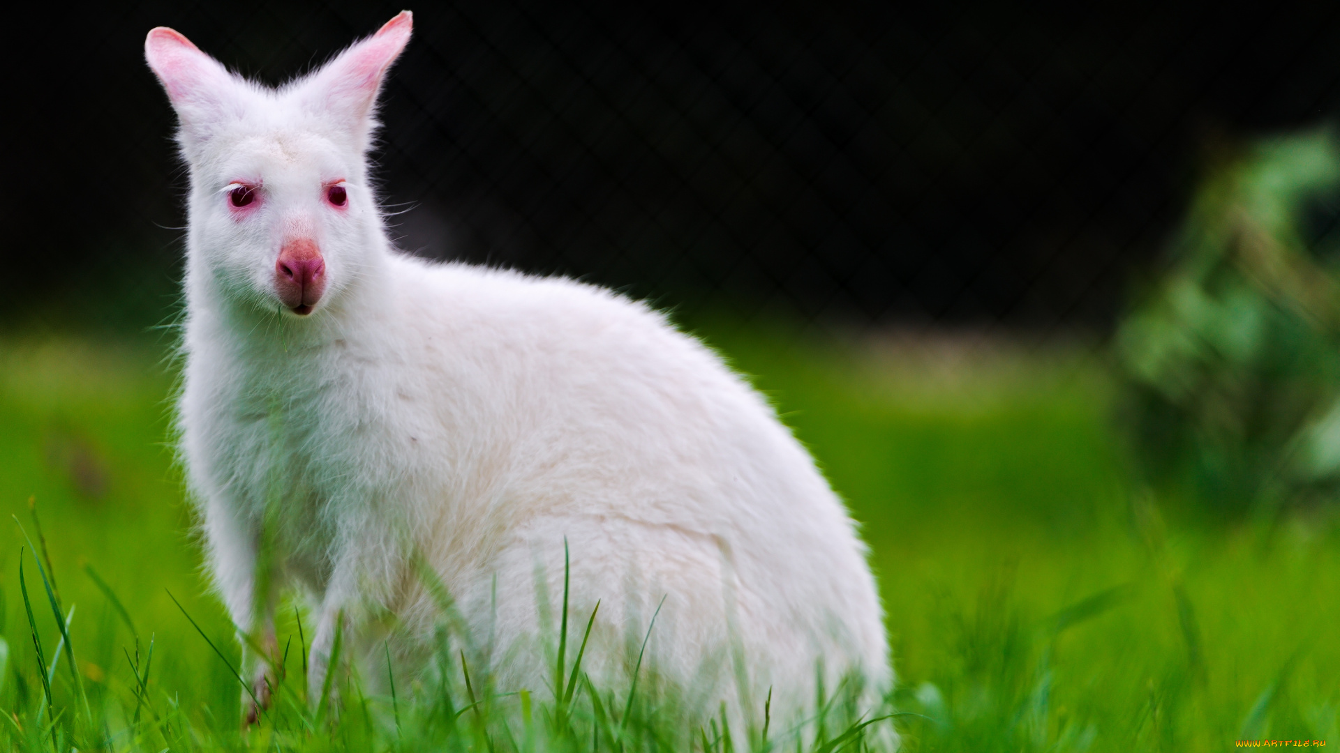 животные, кенгуру, белый, альбинос