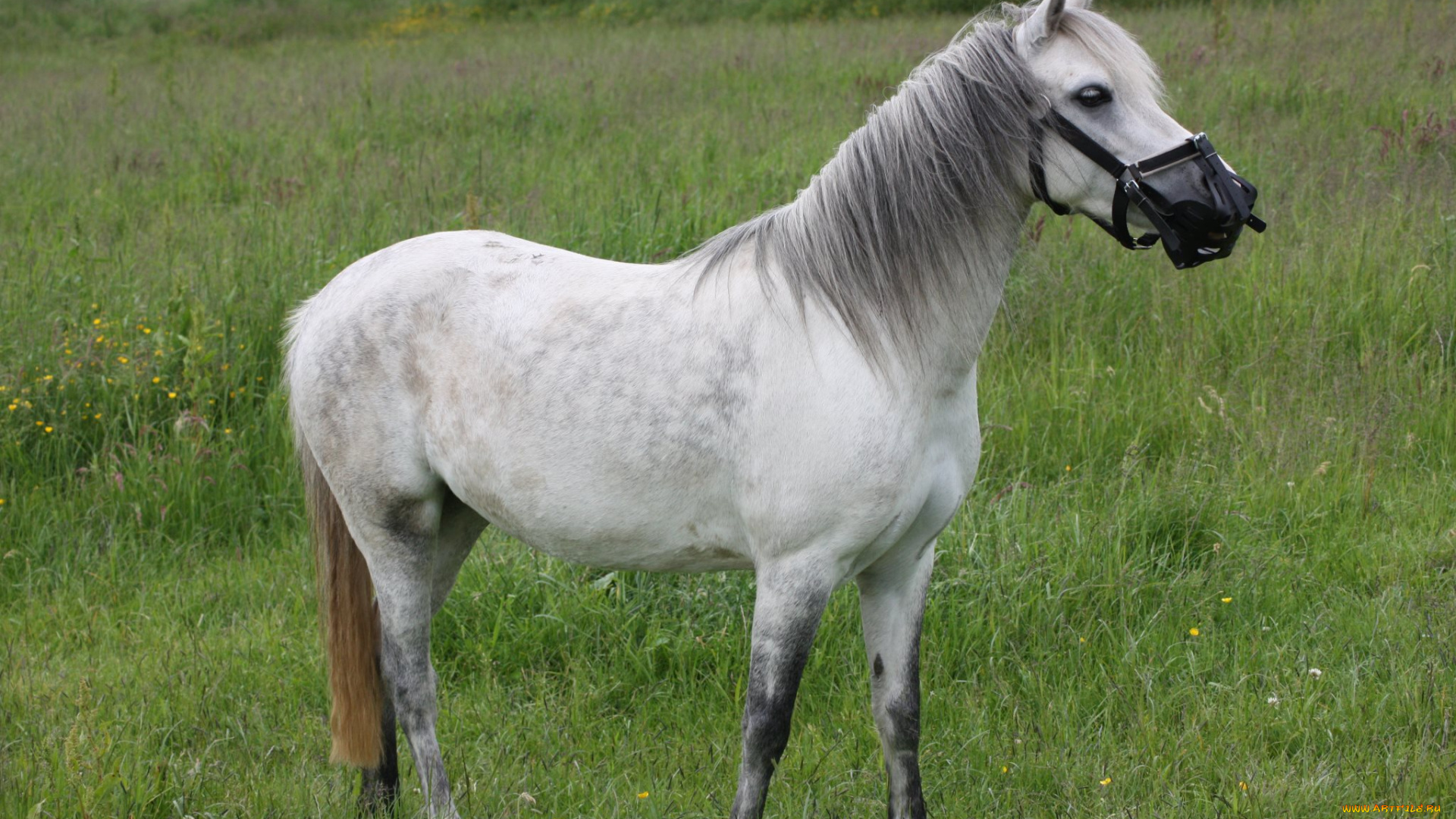 животные, лошади, лошадь