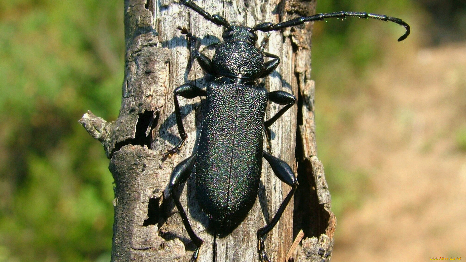 животные, насекомые, жук