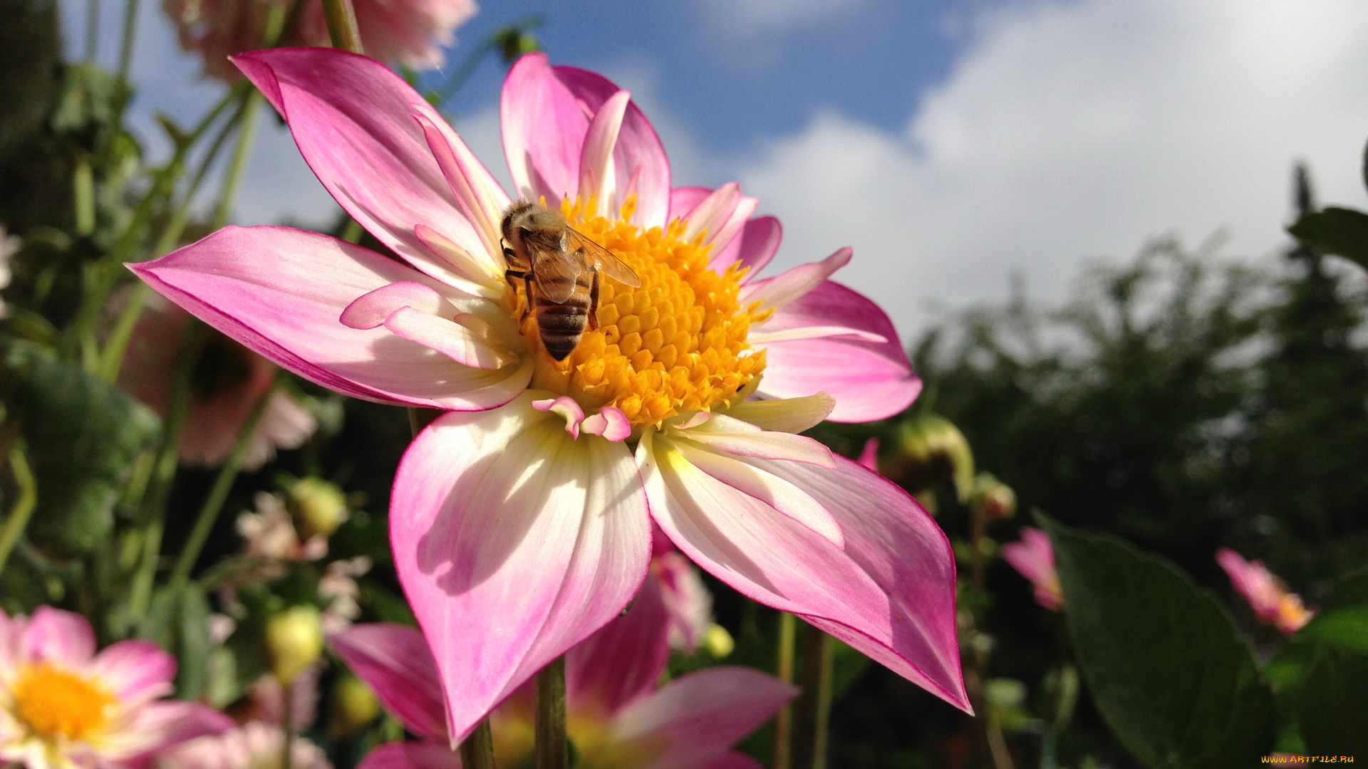 животные, пчелы, осы, шмели, цветок, пчела