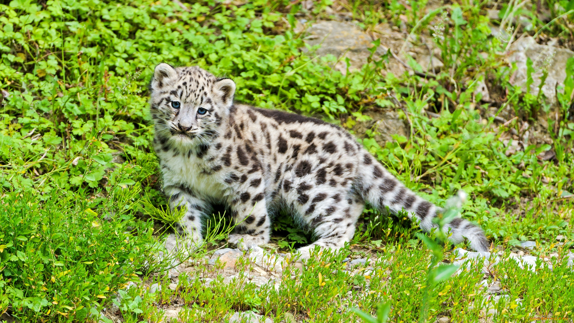 животные, снежный, барс, ирбис, малыш