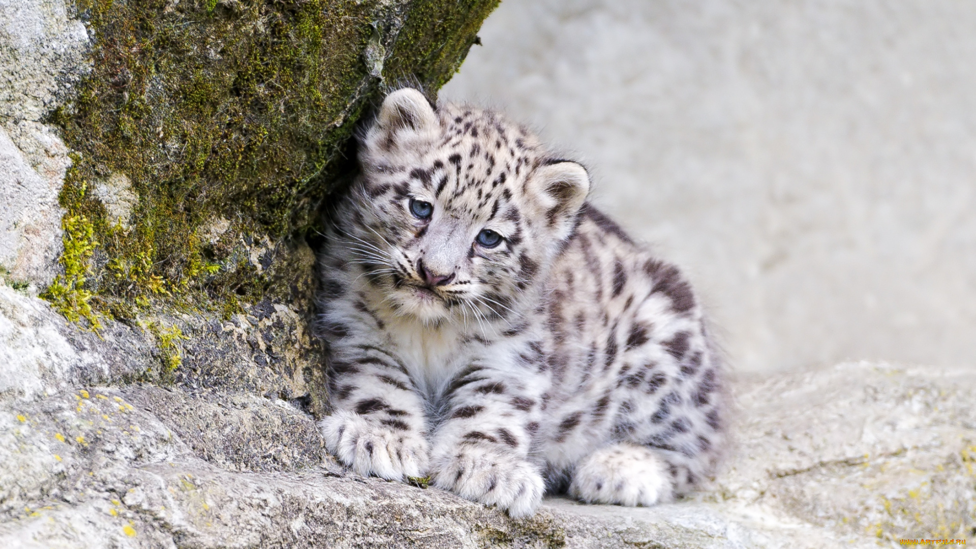животные, снежный, барс, ирбис, малыш