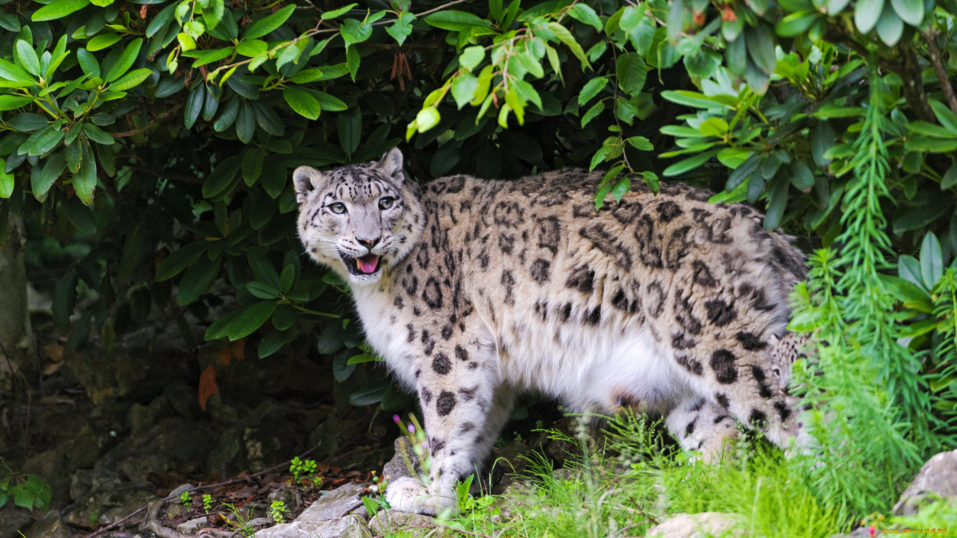 животные, снежный, барс, ирбис, пятнистый