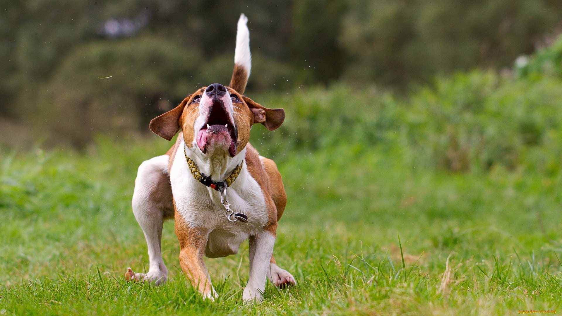 животные, собаки, фон, поле, собака