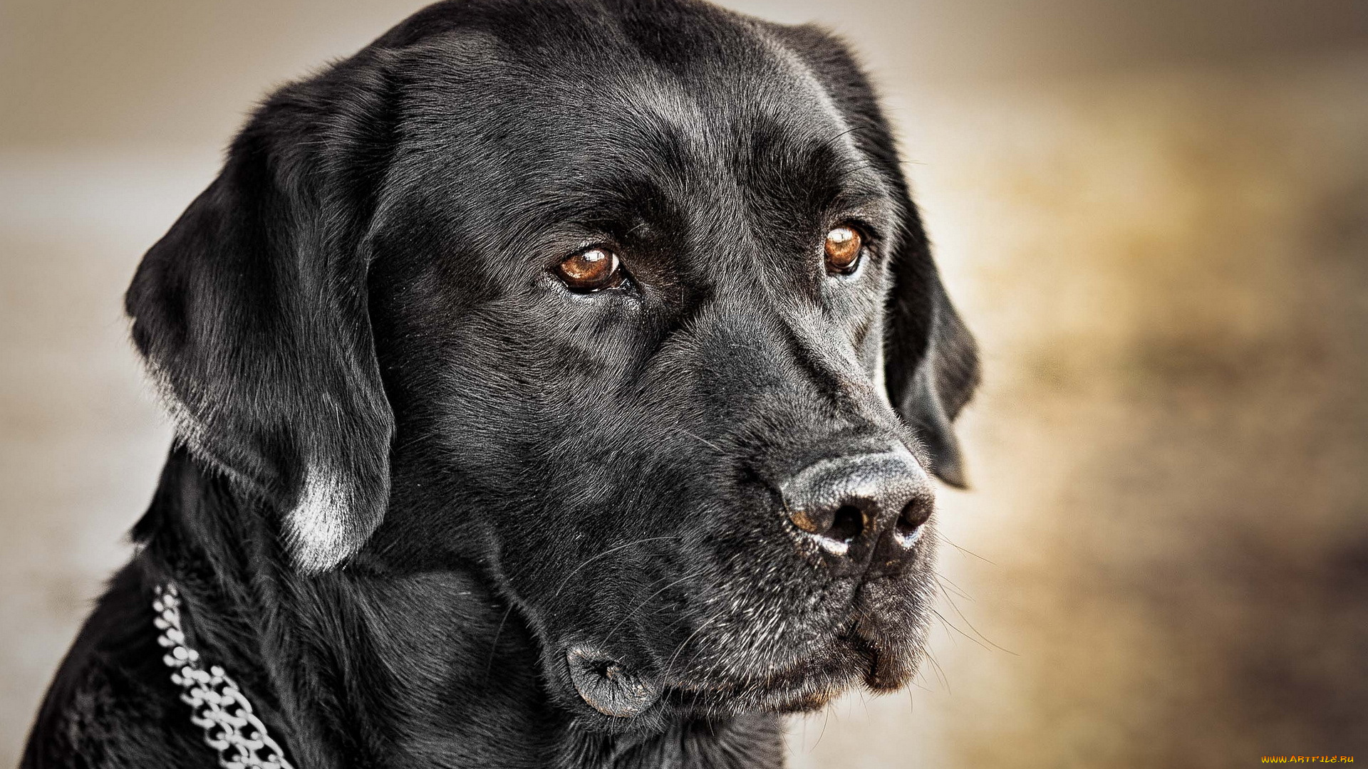 животные, собаки, собака, взгляд, друг