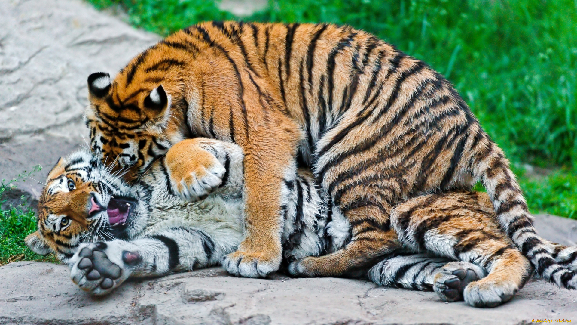 животные, тигры, хищникки, игра