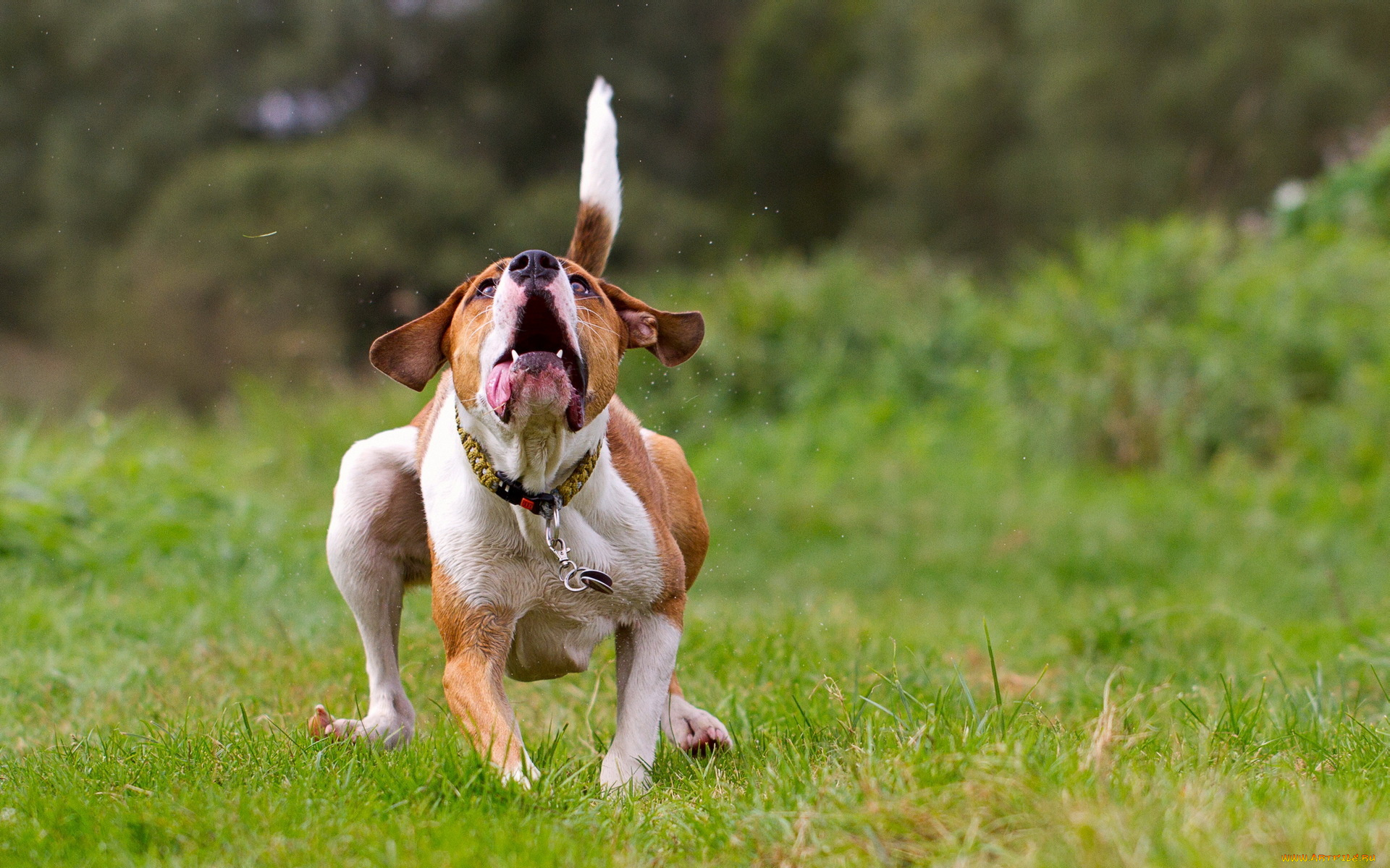 животные, собаки, фон, поле, собака