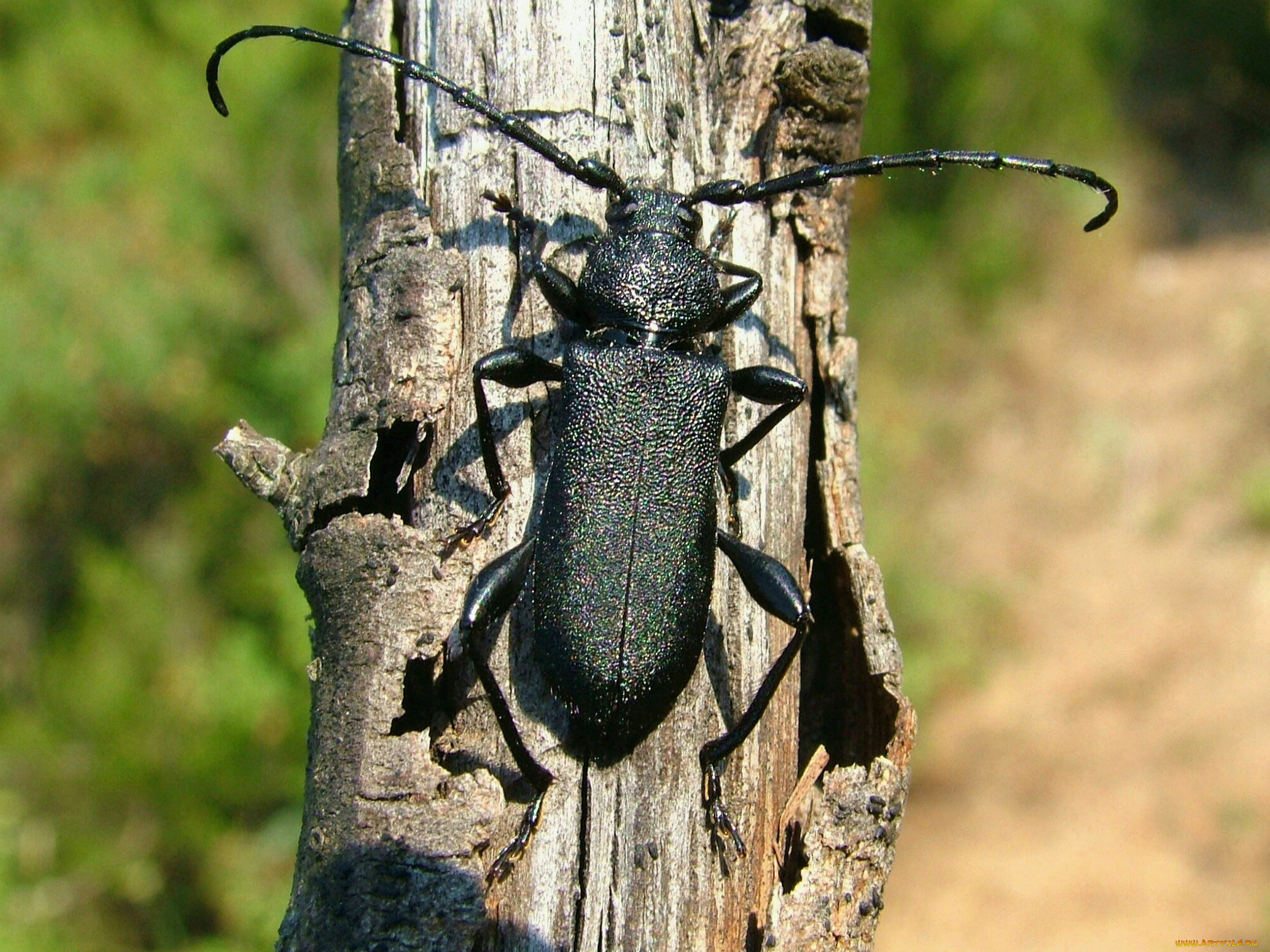 животные, насекомые, жук