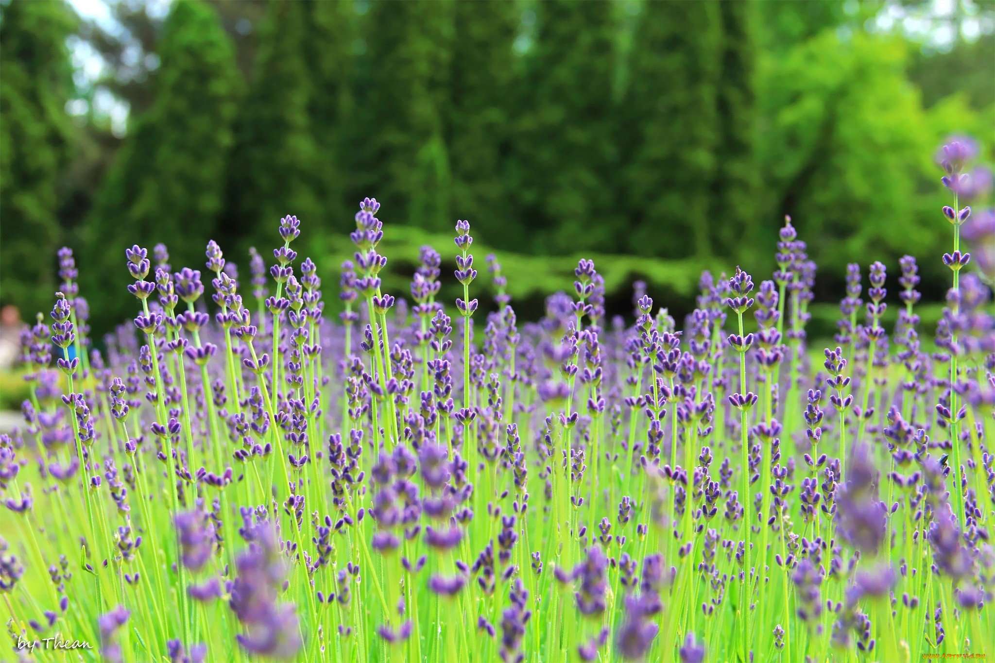 автор, thean, цветы, лаванда, синий