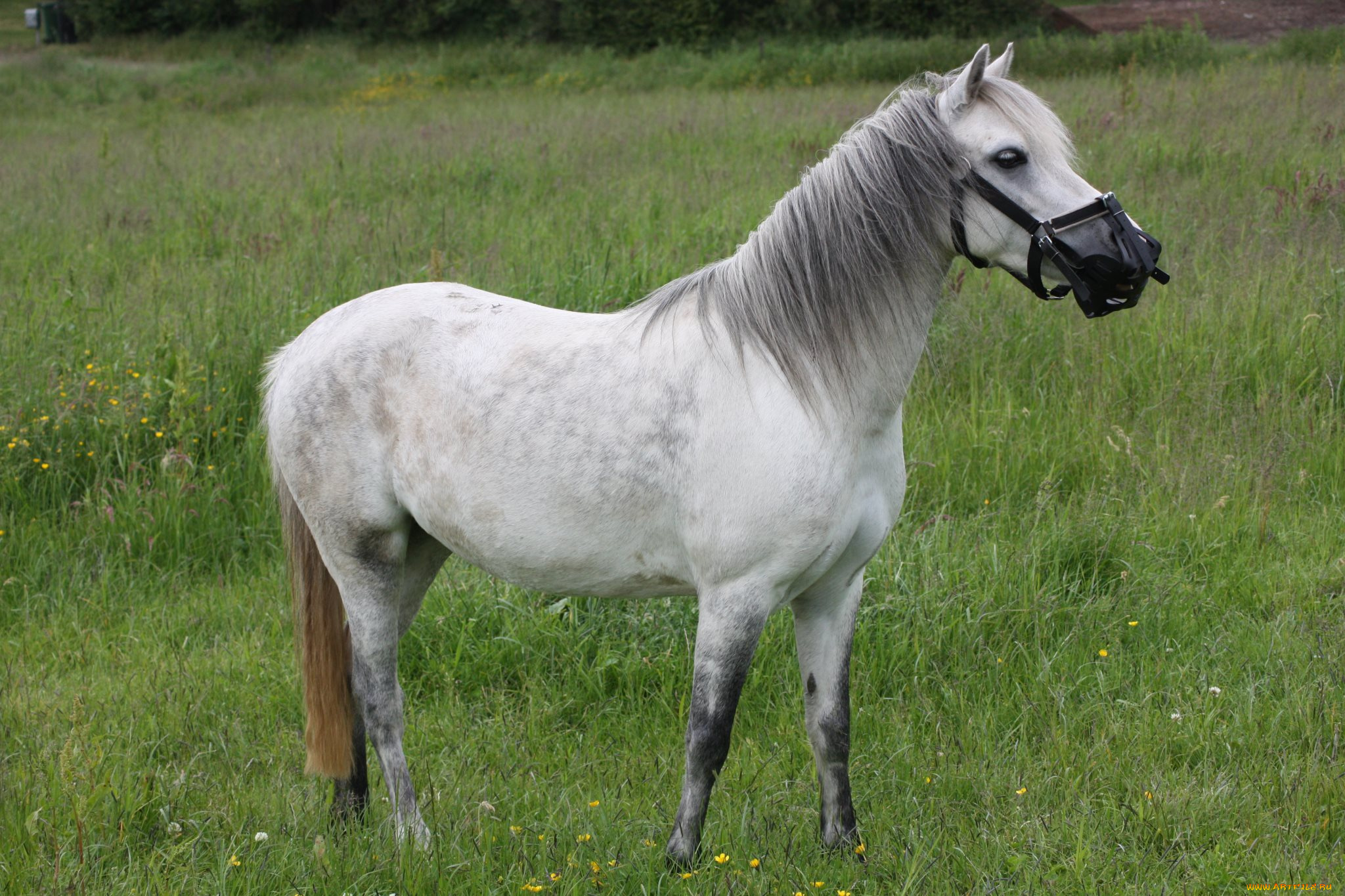 животные, лошади, лошадь