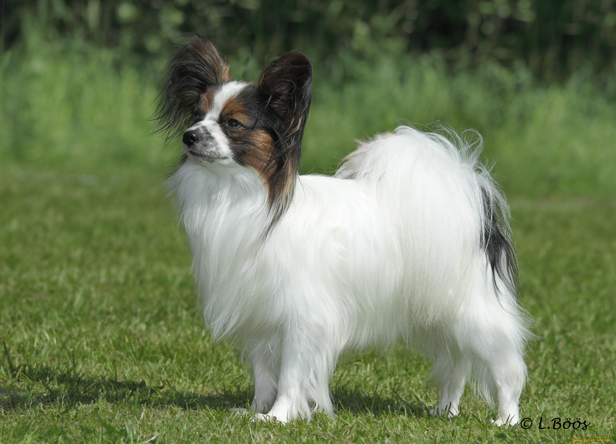 животные, собаки, собака