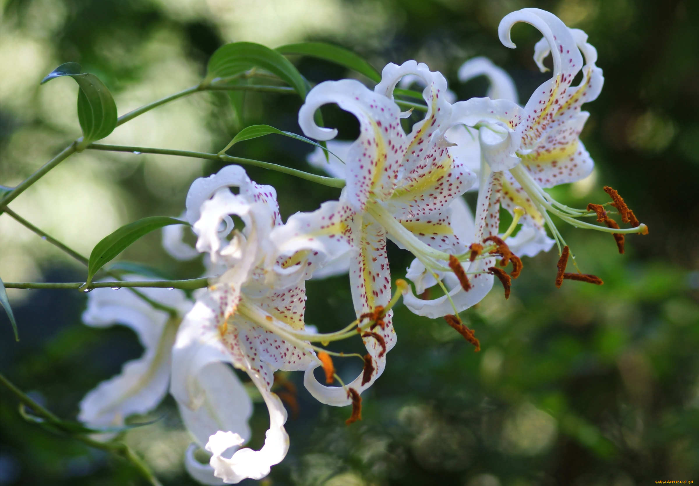 цветы, лилии, лилейники, белый