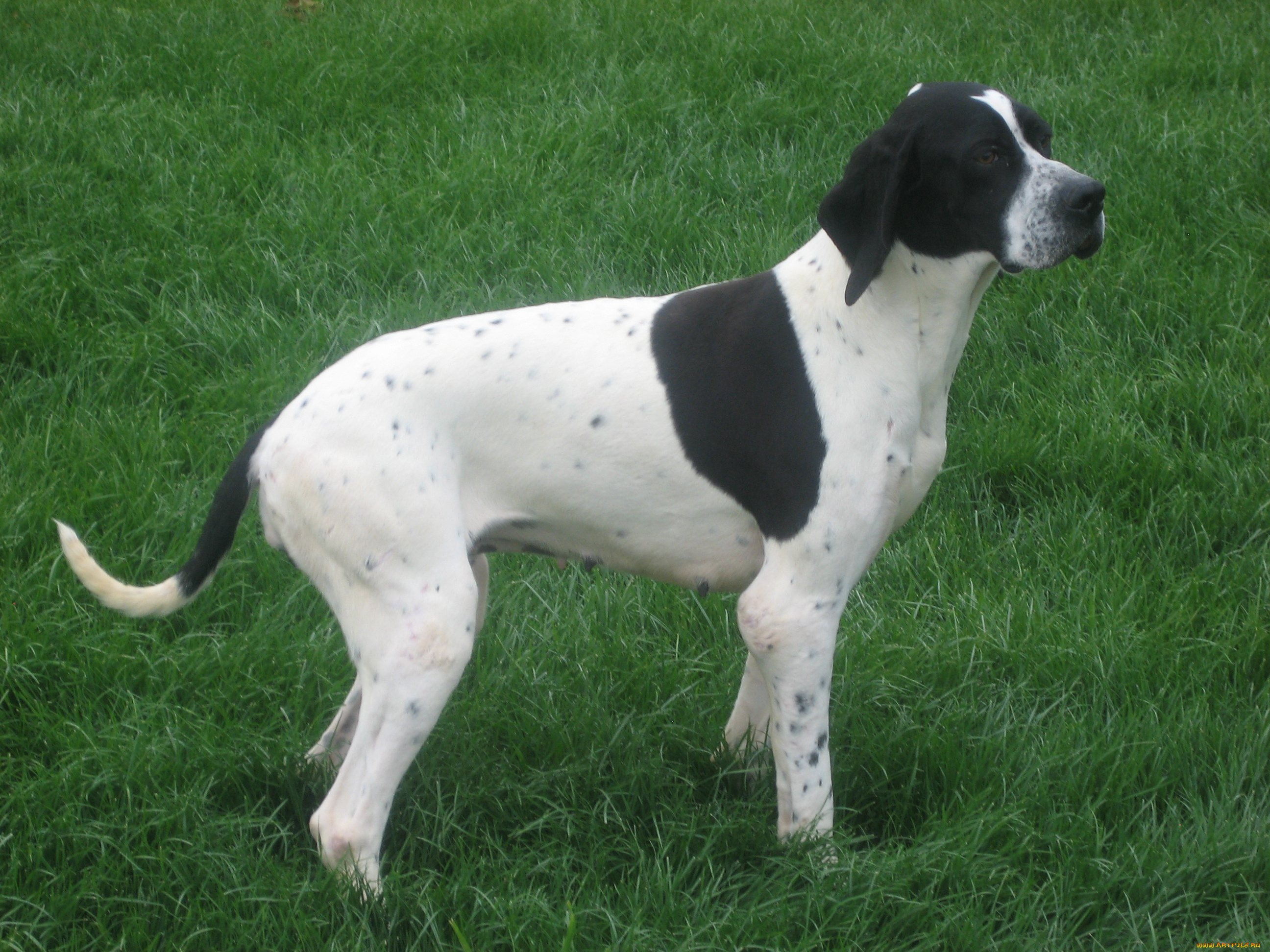 животные, собаки, собака