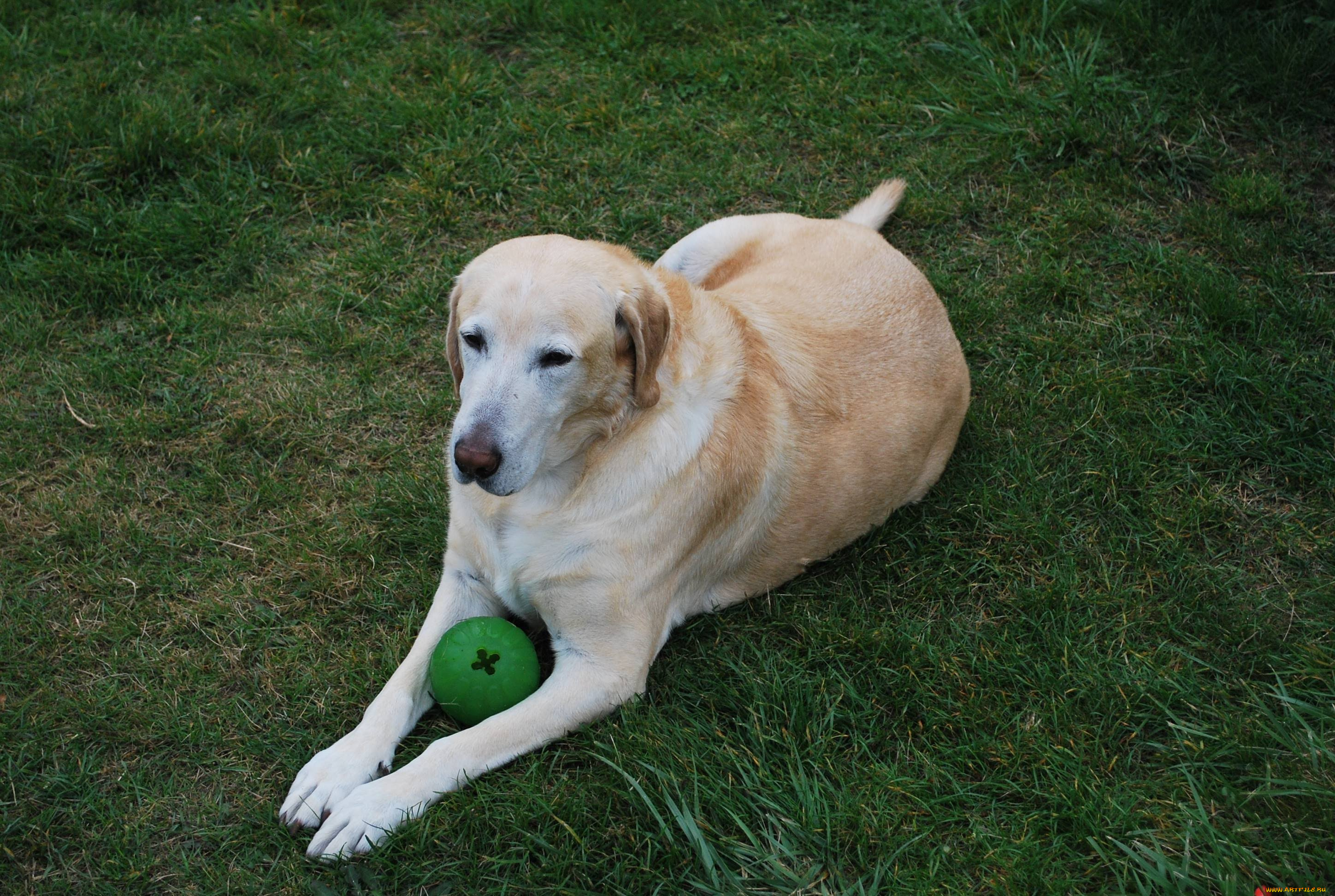животные, собаки, собака