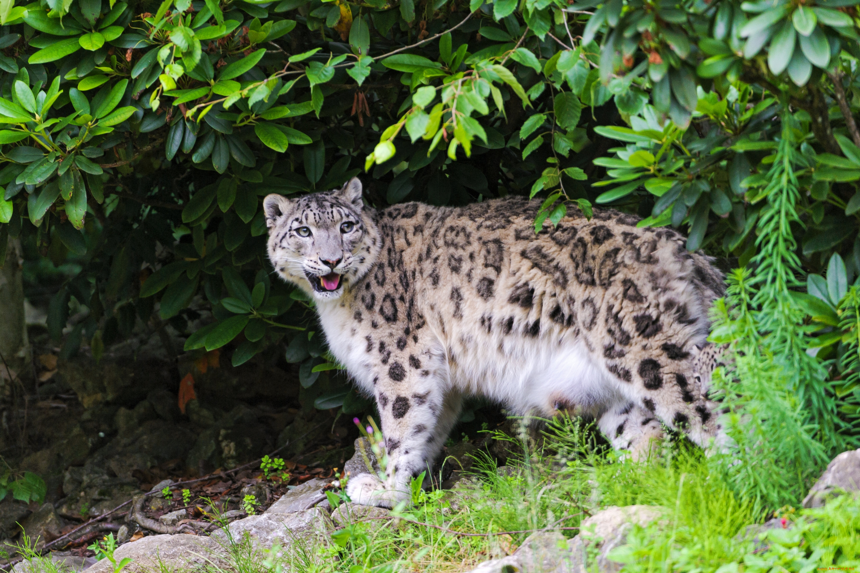 животные, снежный, барс, ирбис, пятнистый