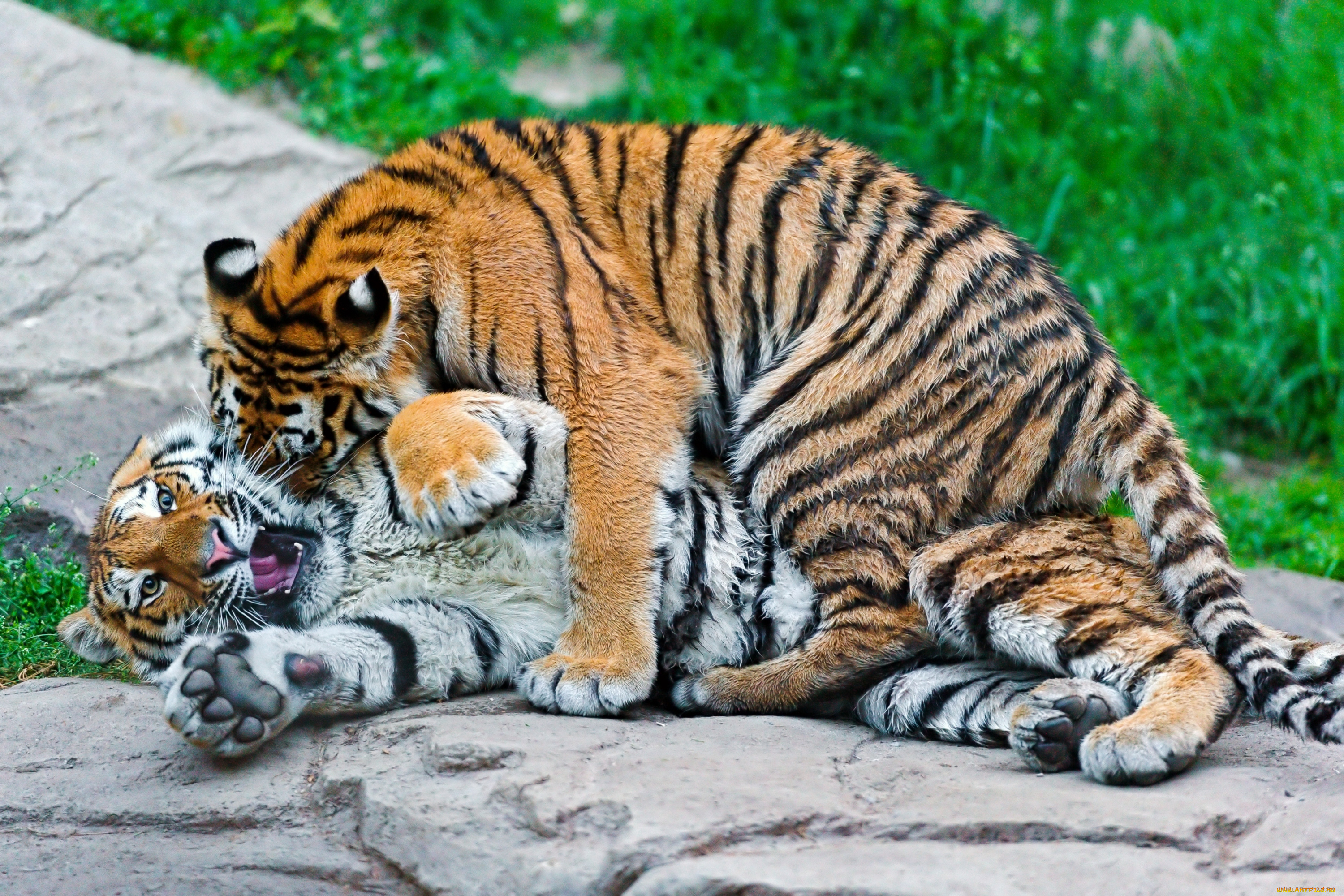 животные, тигры, хищникки, игра