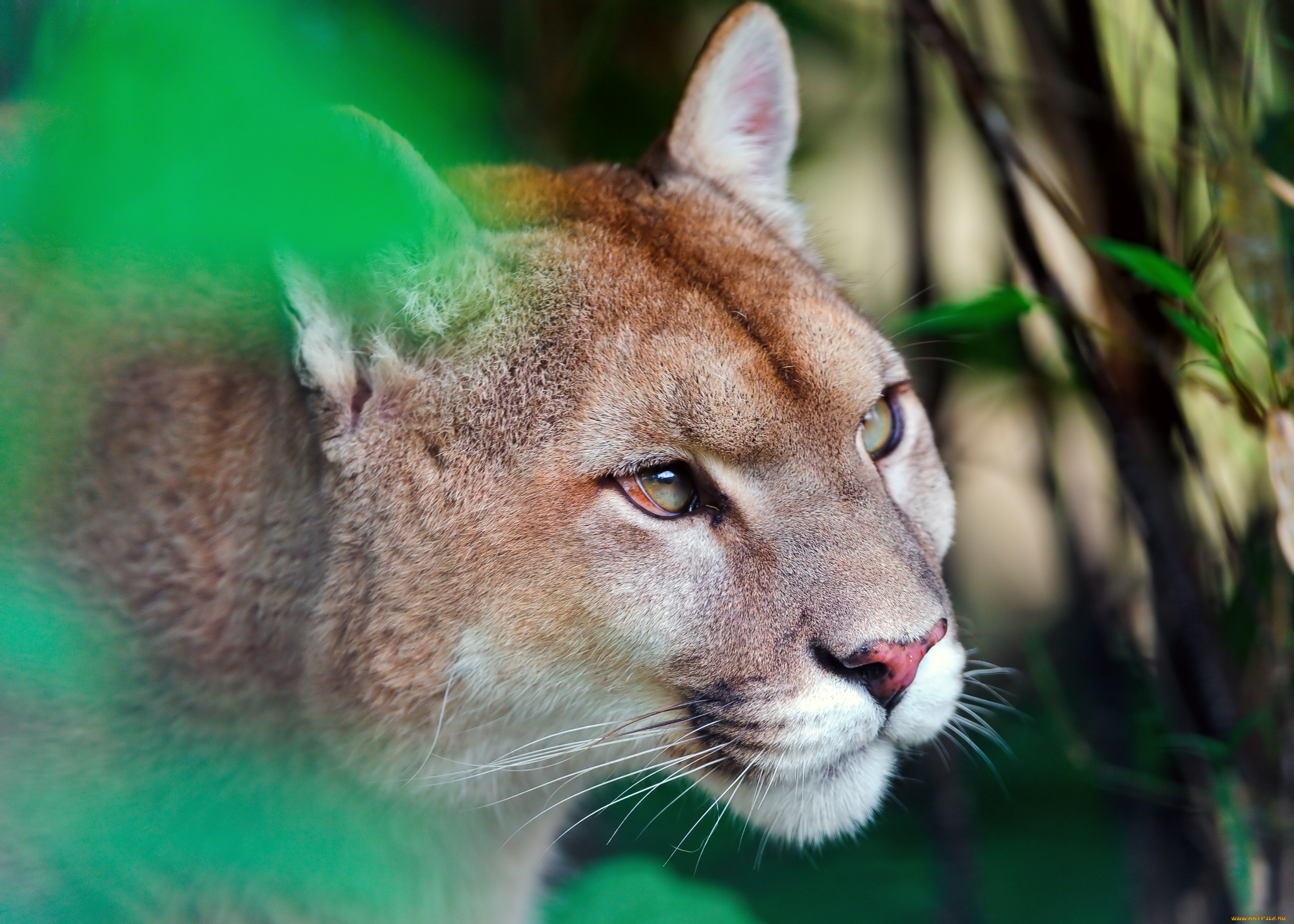 животные, пумы, морда, горный, лев, хищник