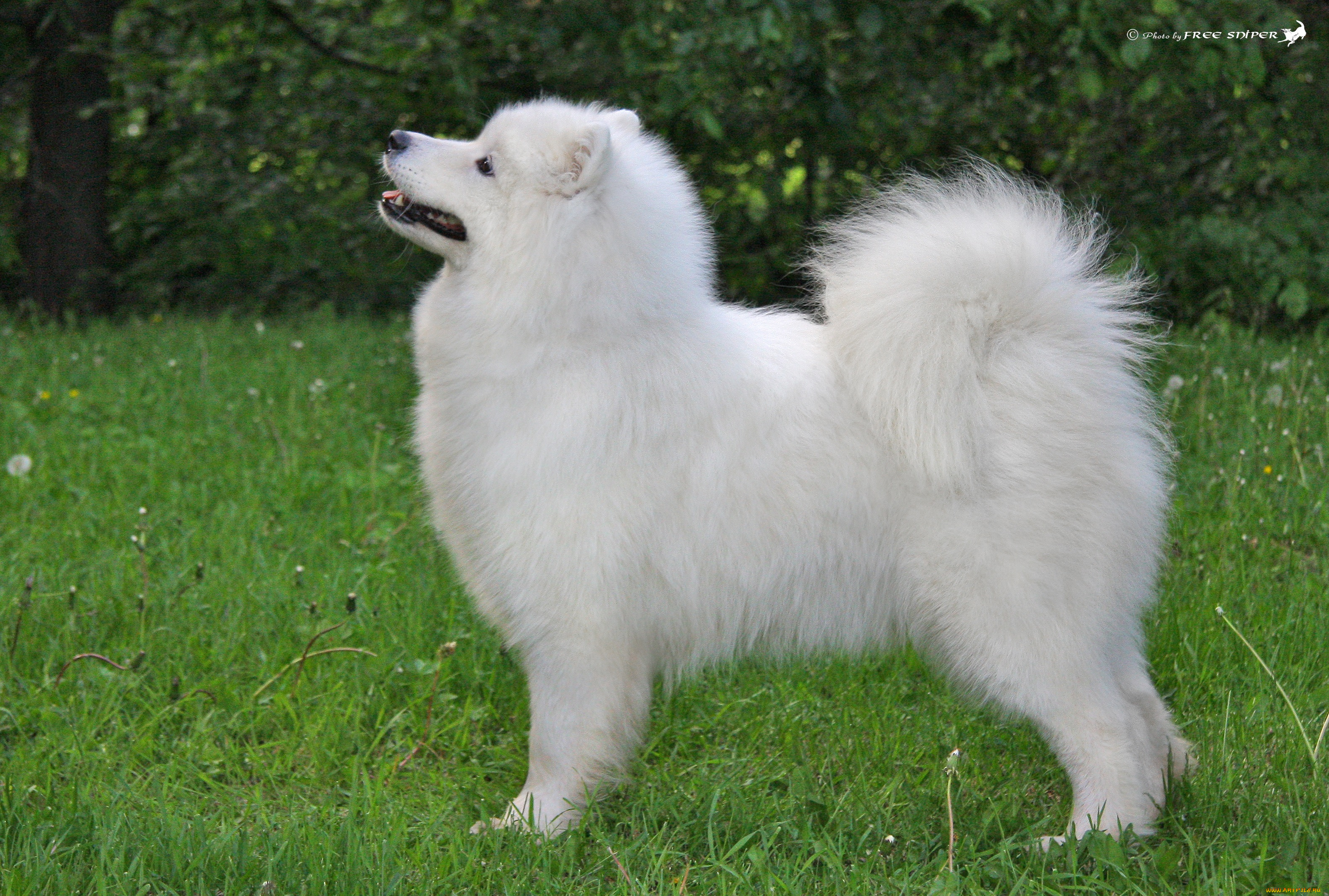 животные, собаки, собака