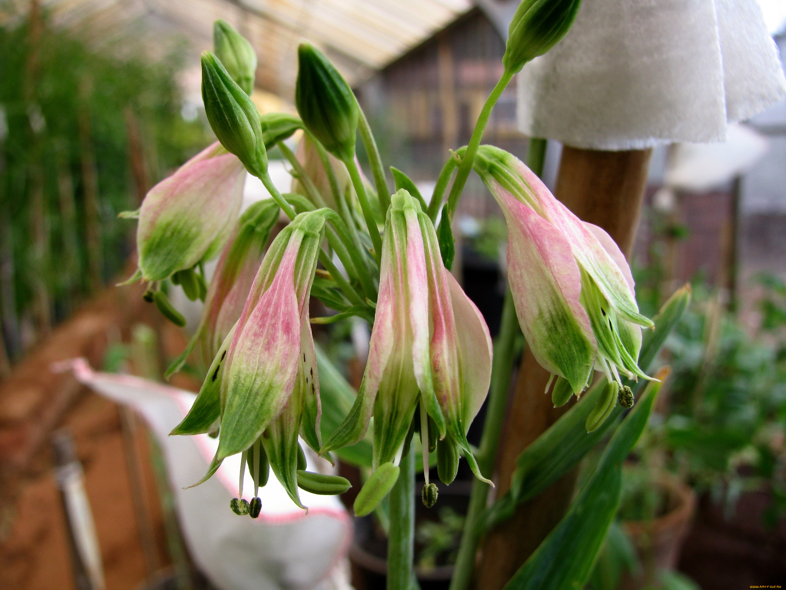 цветы, цветор