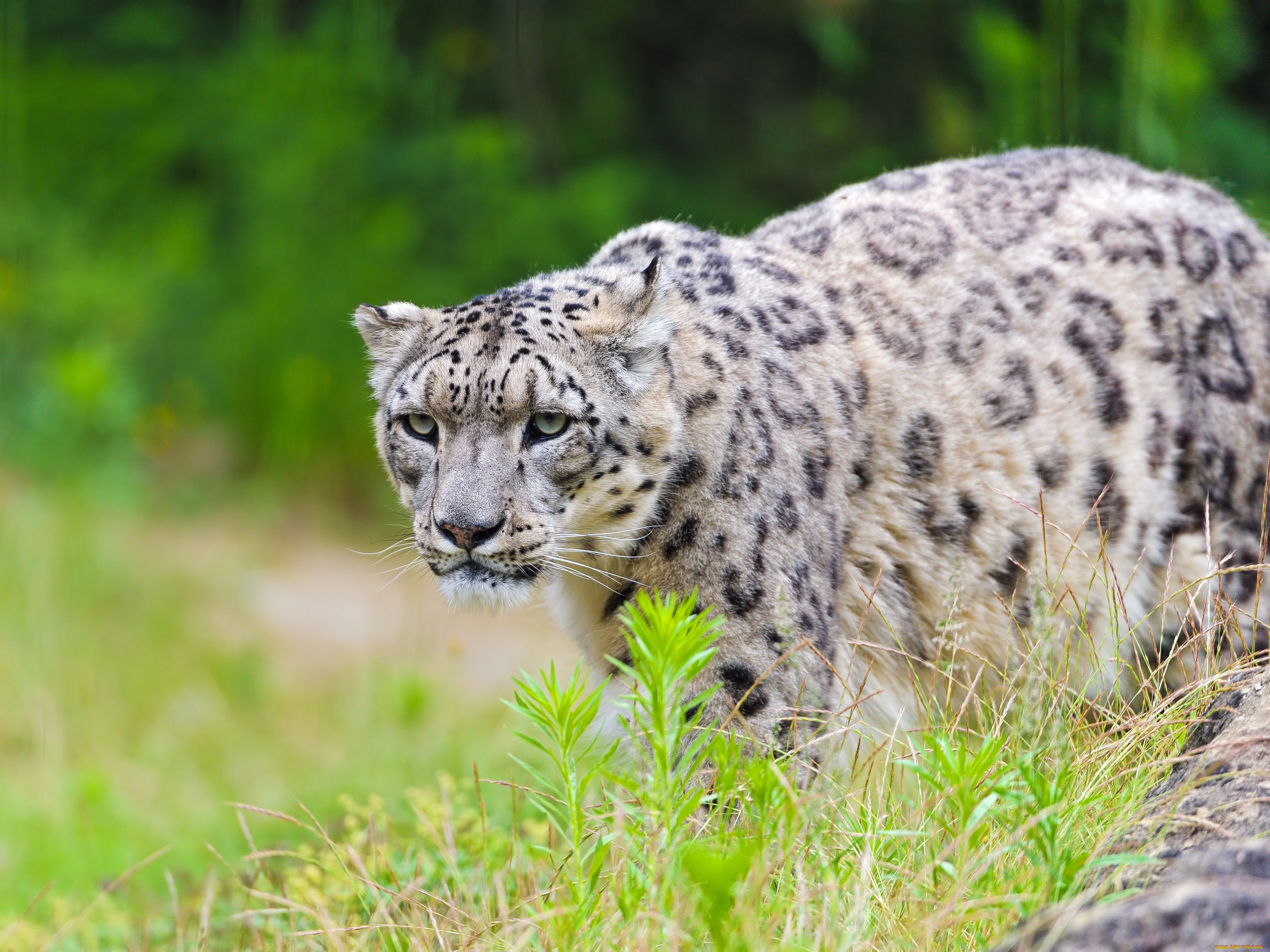 животные, снежный, барс, ирбис, хищник, кошка, леопард