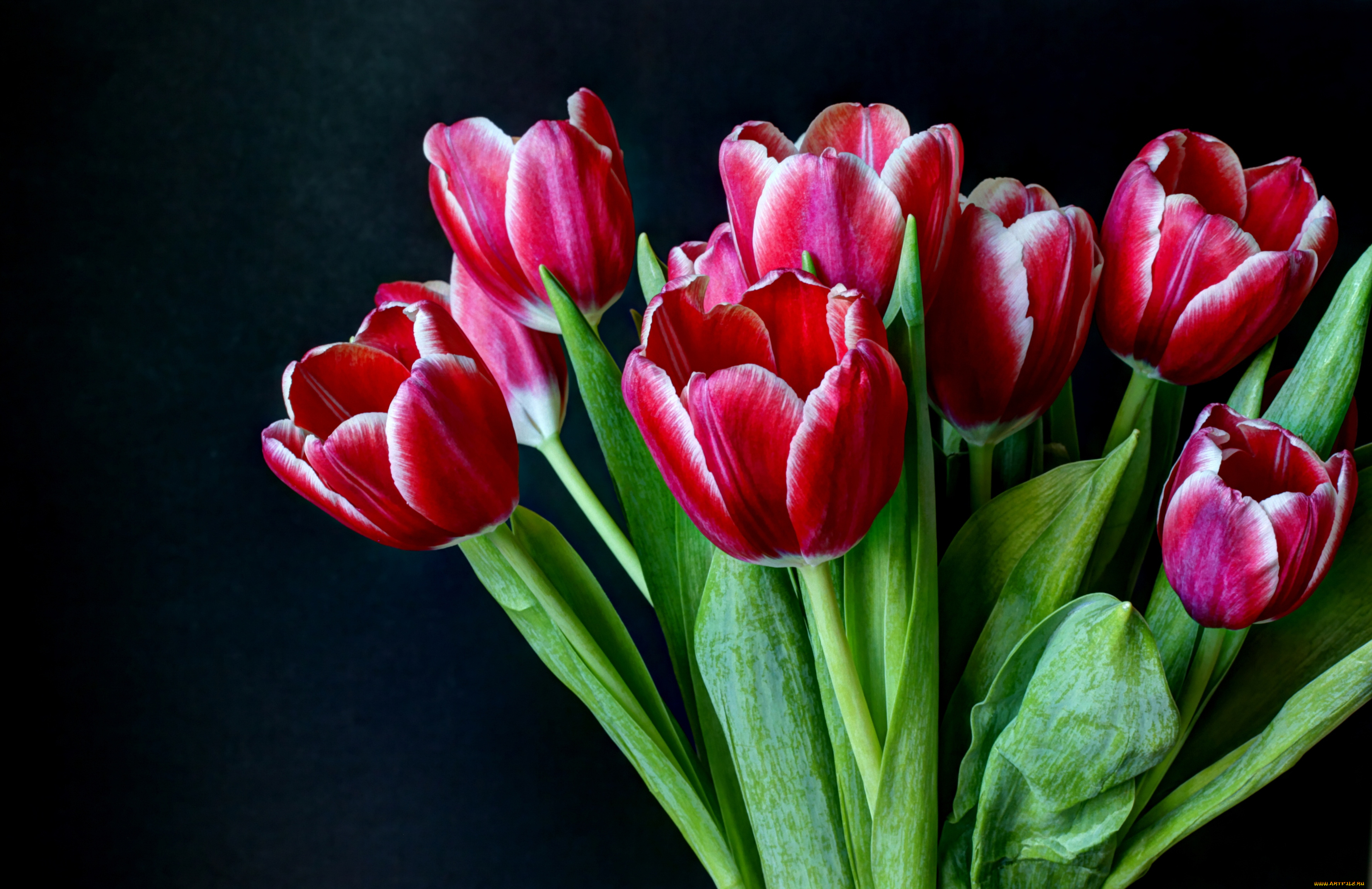 цветы, тюльпаны, букет, малиновый