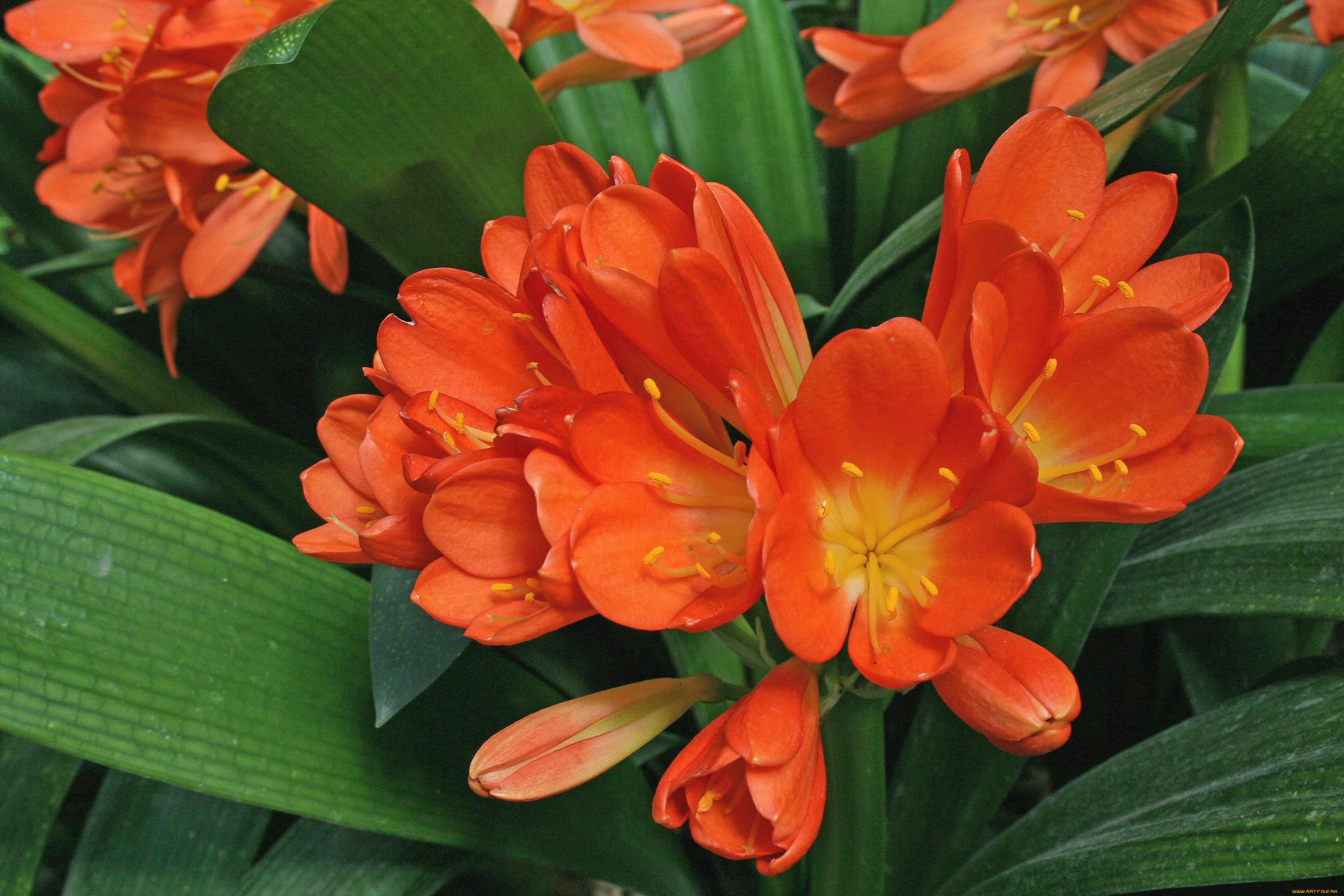 цветы, кливия, clivia