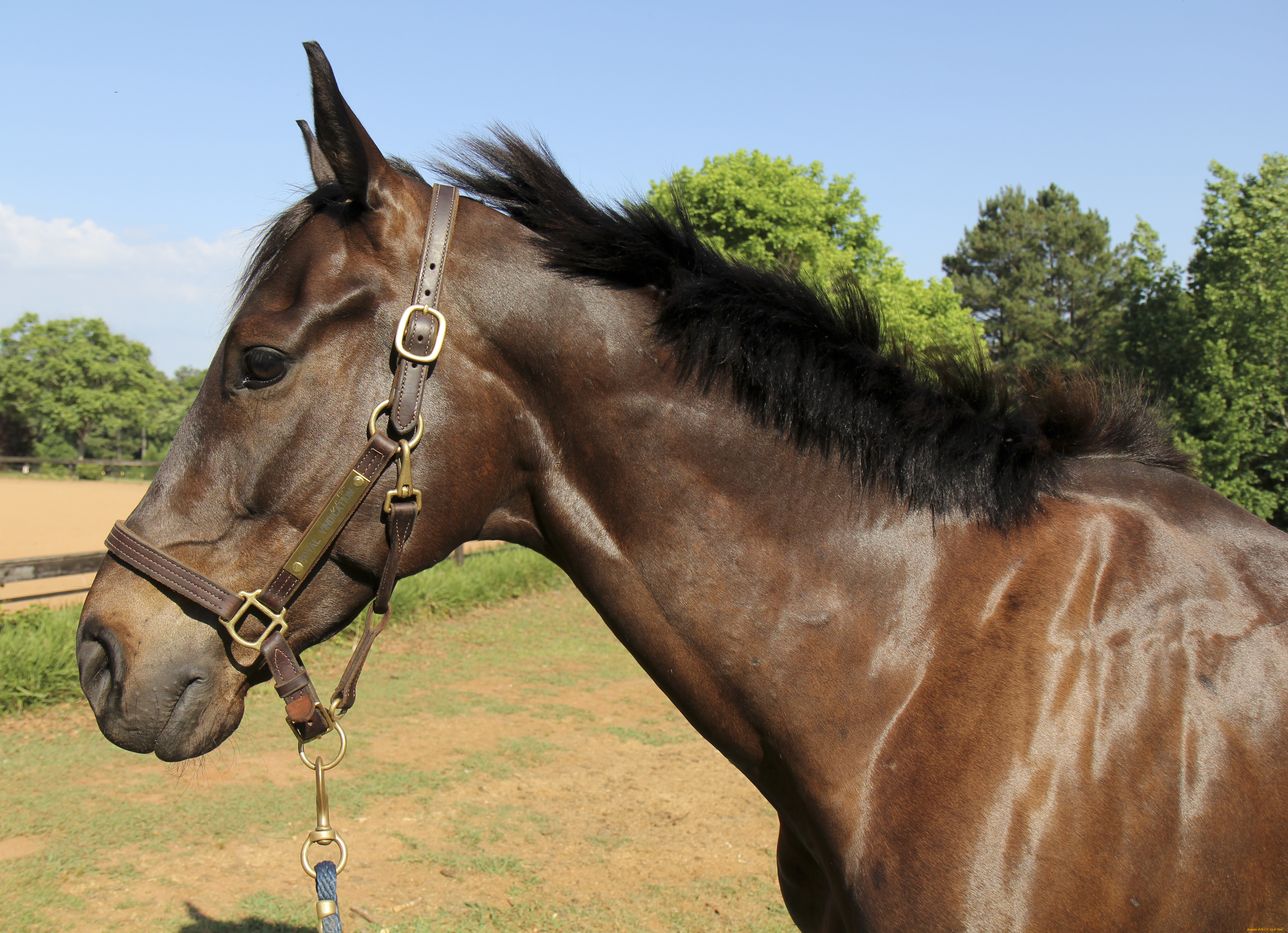 животные, лошади, лошадь