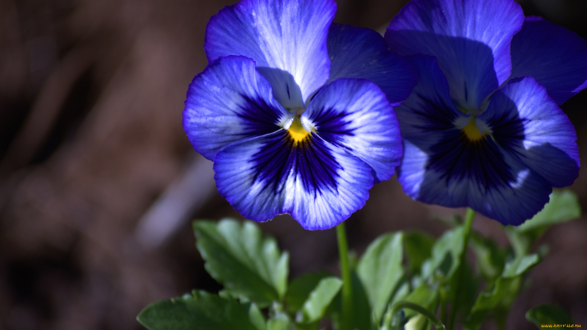 цветы, анютины, глазки, садовые, фиалки, синий
