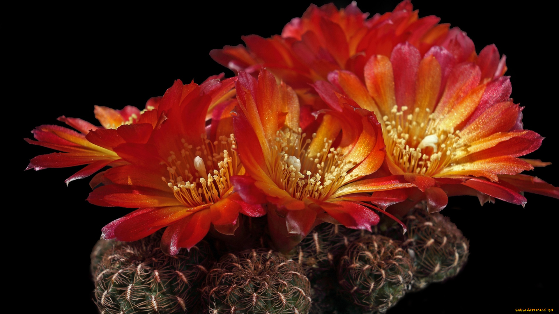 цветы, кактусы, колючки