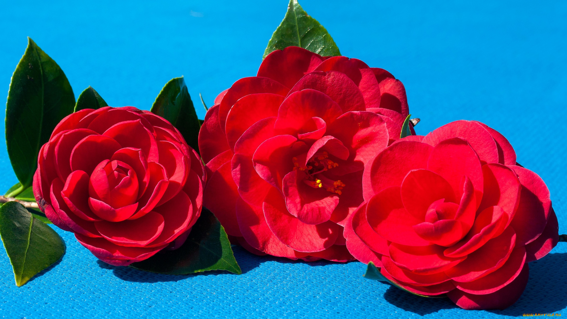 цветы, камелии, красный, трио