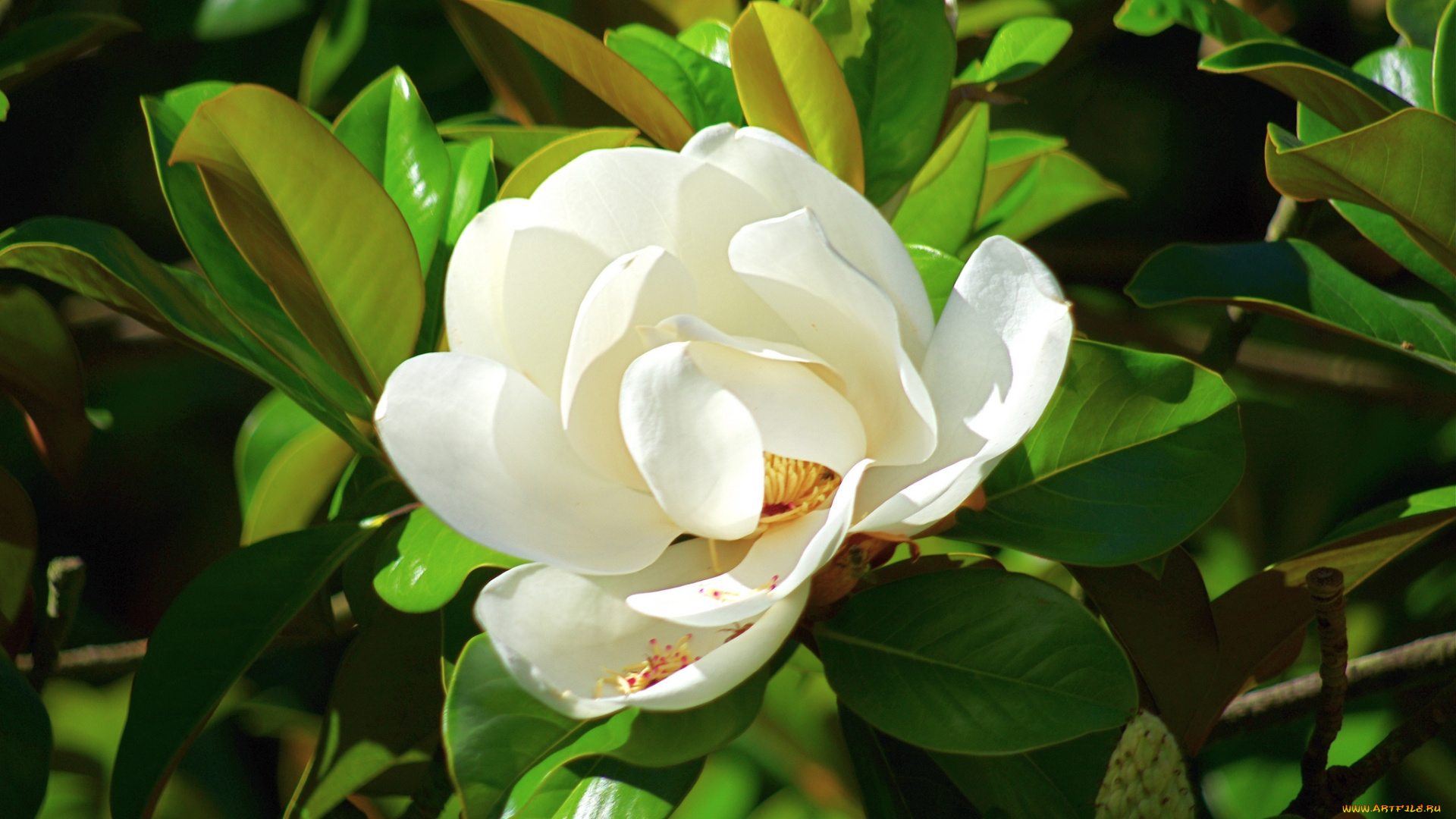 цветы, магнолии, белый