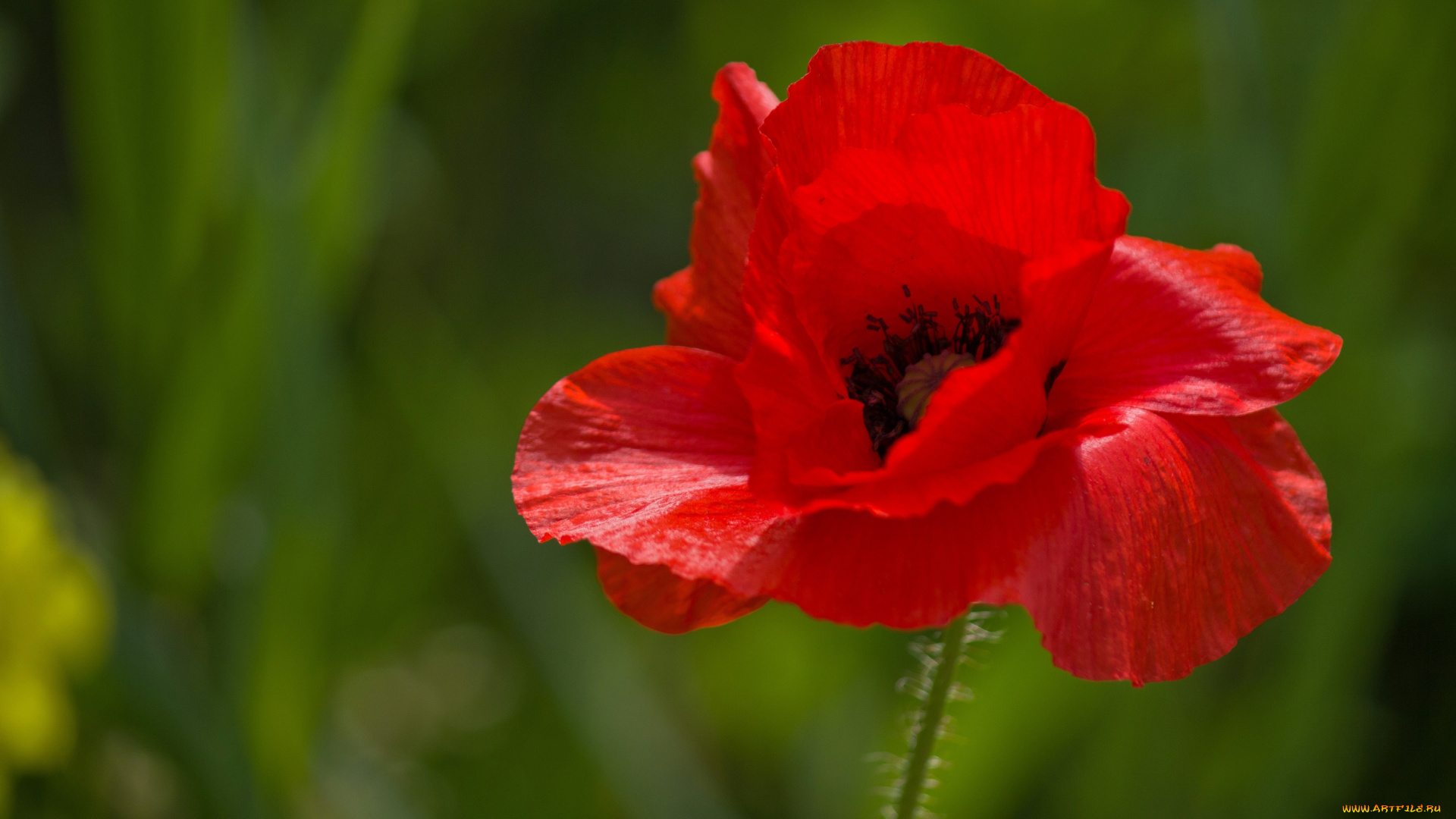 цветы, маки, красный