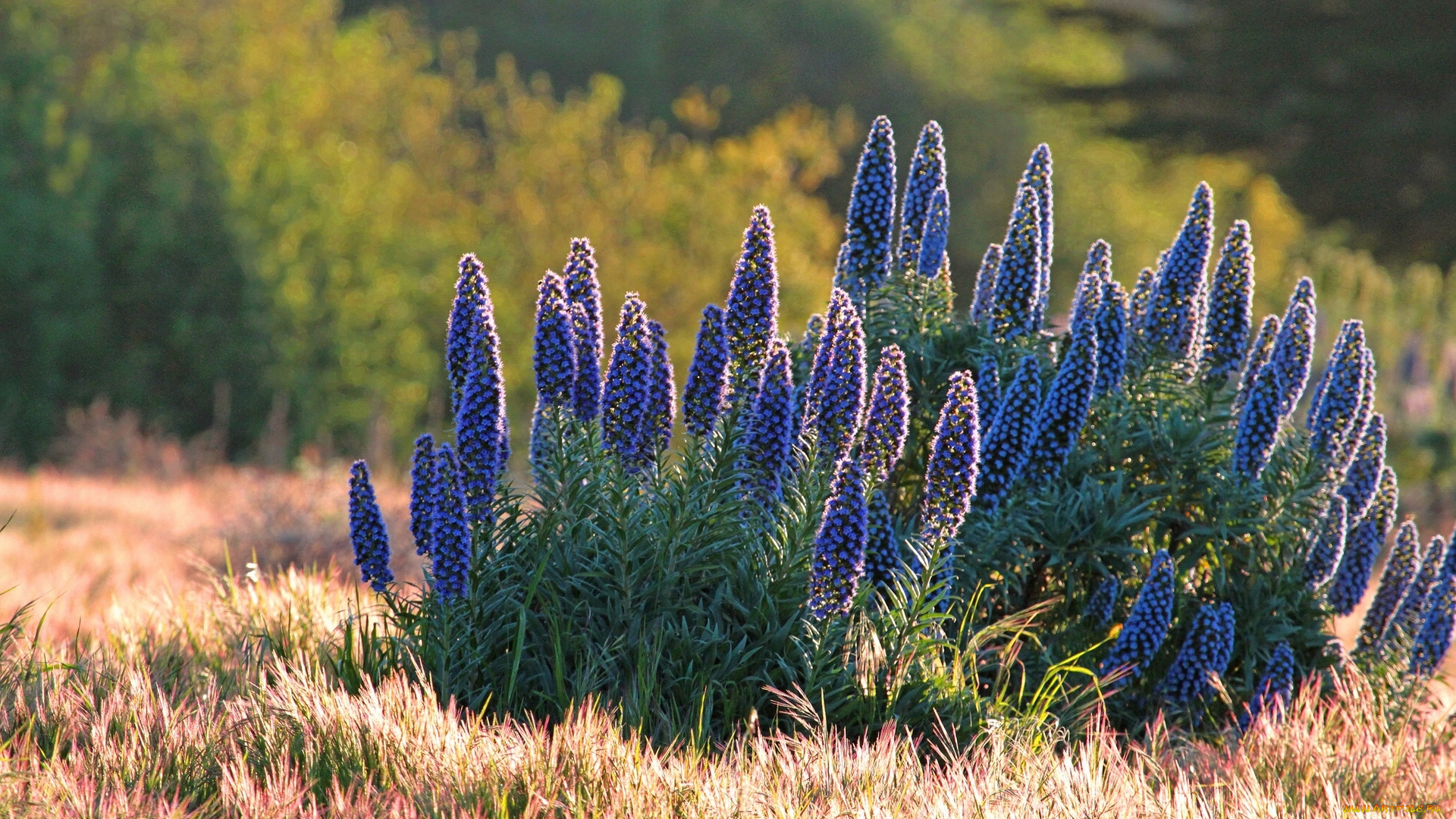 цветы, pride, of, madeira, синяк