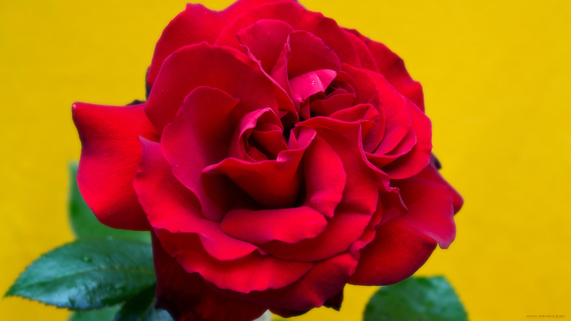 цветы, розы, красный