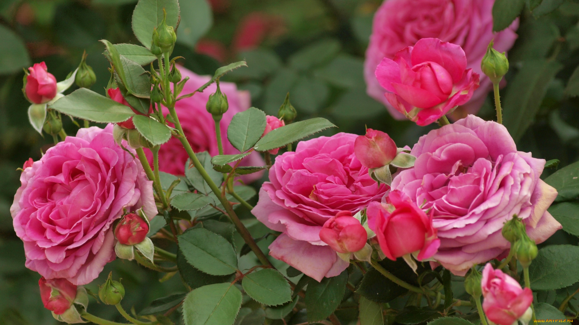 цветы, розы, розовый, куст