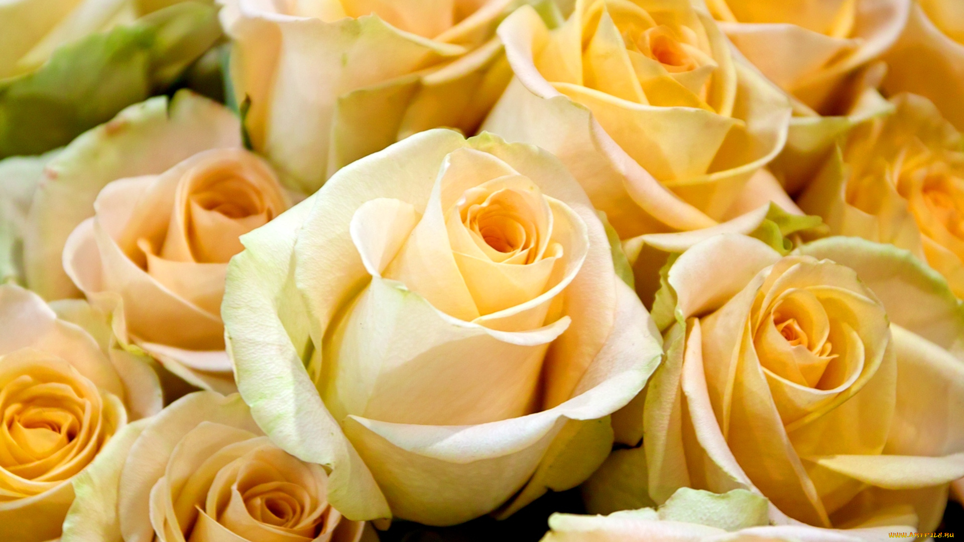 цветы, розы, желтый