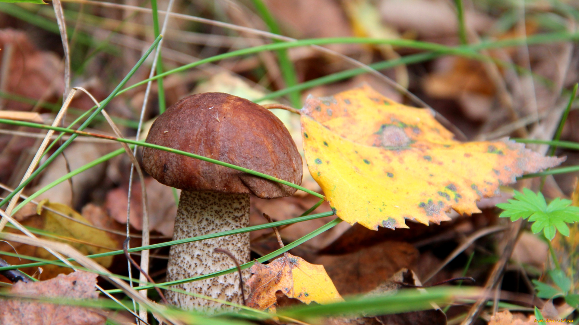 природа, грибы, листья, боровик