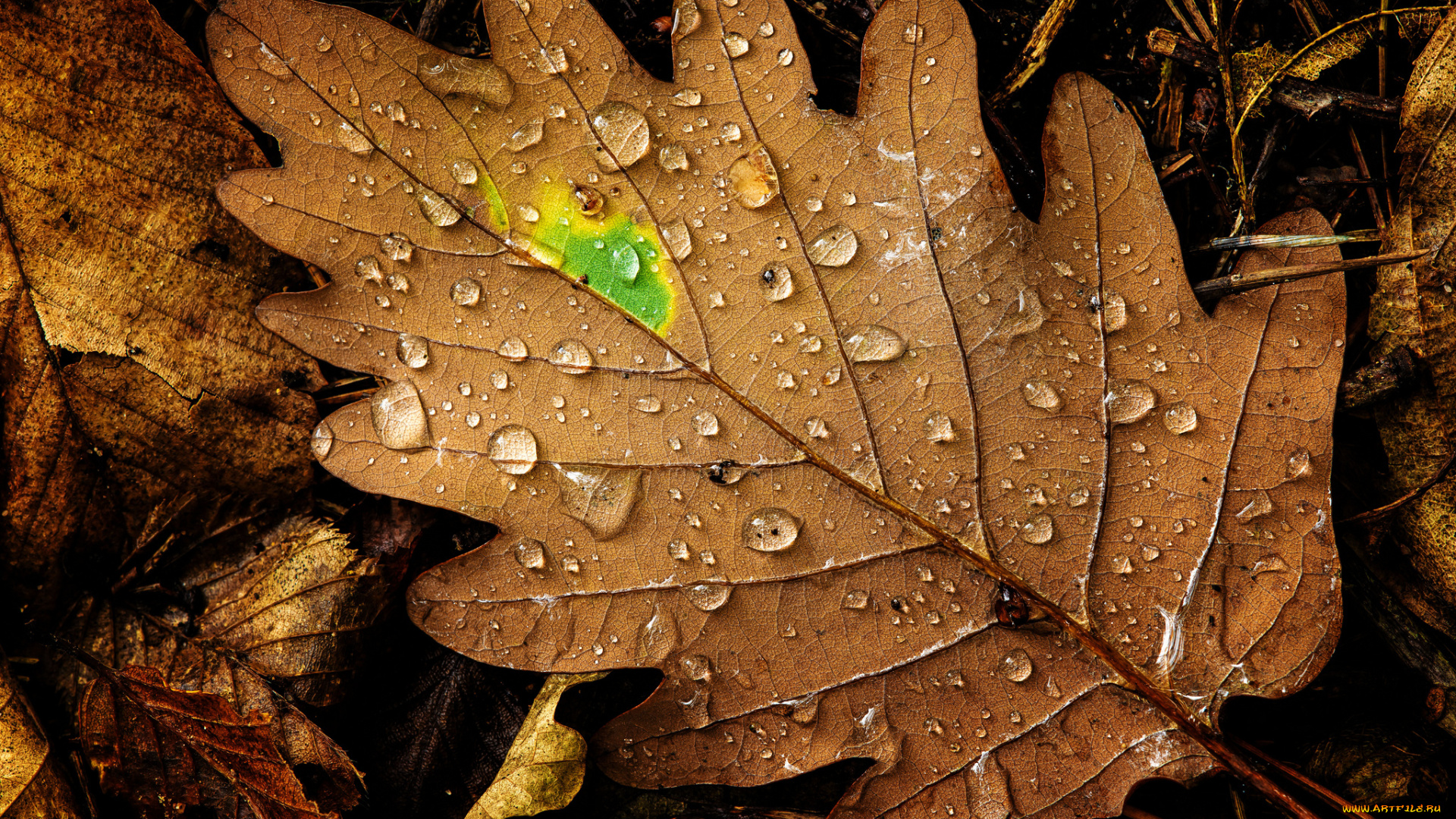 природа, листья, капли, макро, дуб