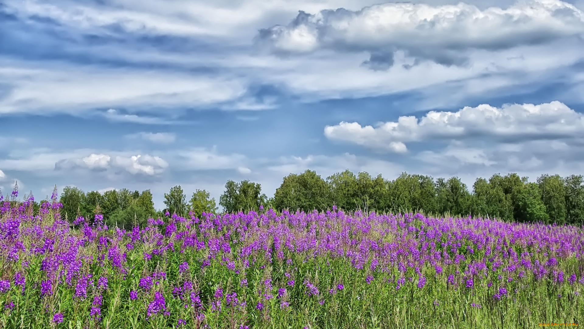 природа, луга, цветы