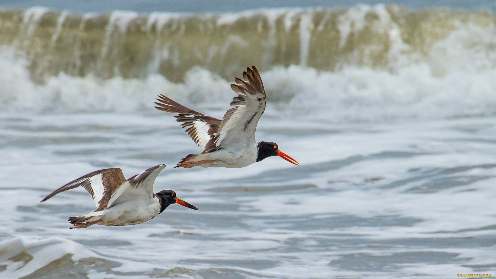животные, Чайки, бакланы, крачки, полет