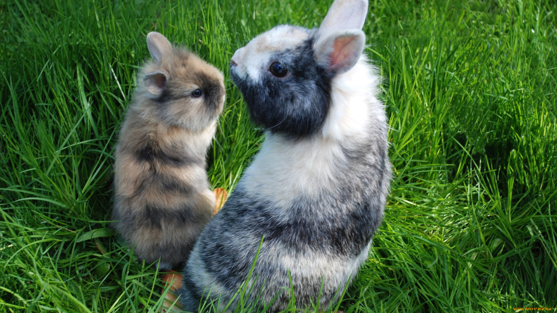 животные, кролики, зайцы