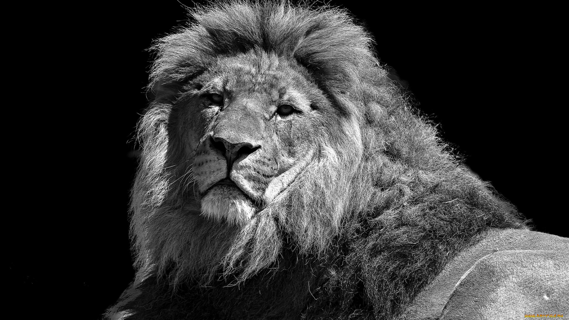 животные, львы, царь
