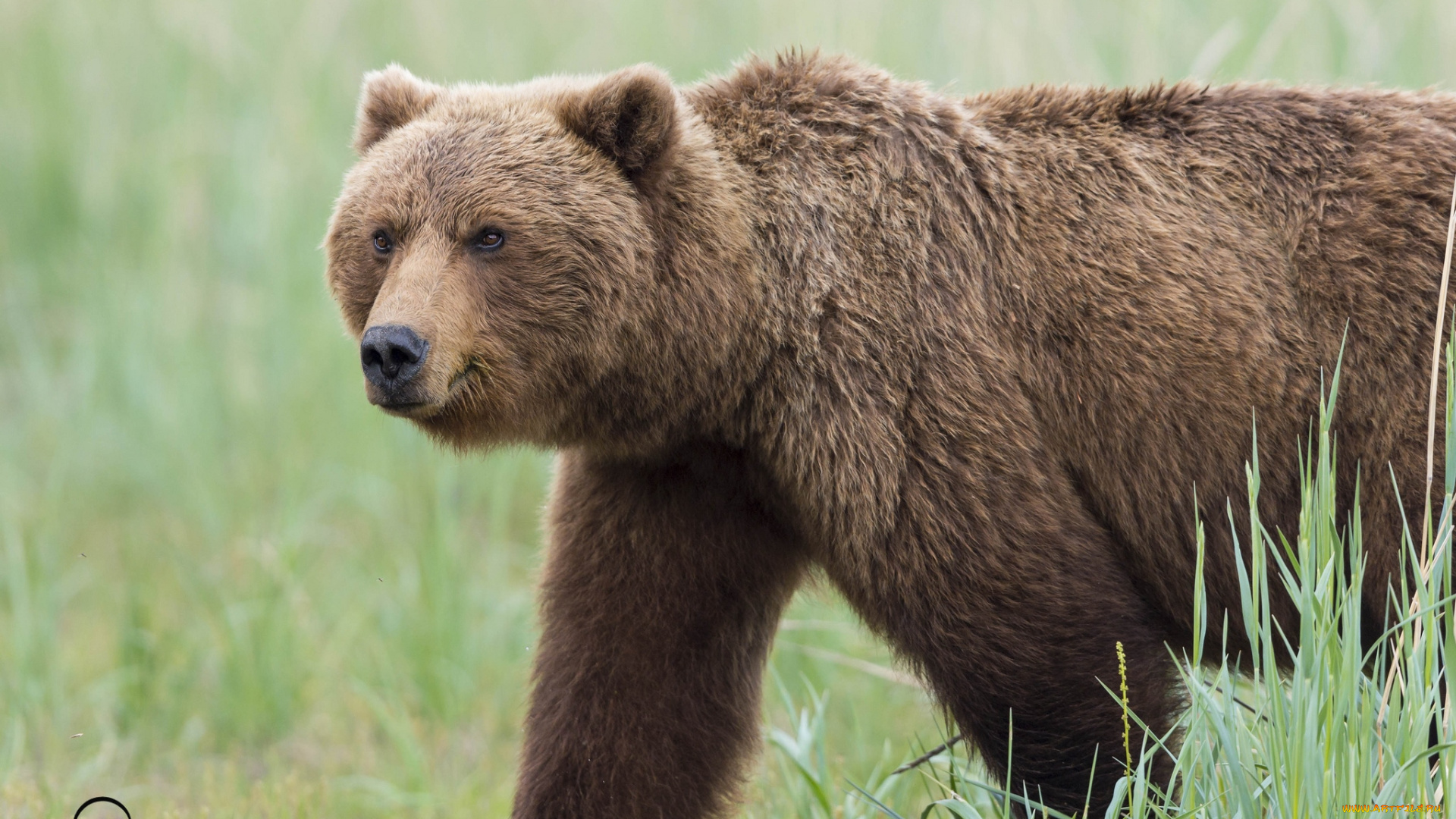 животные, медведи, бурый