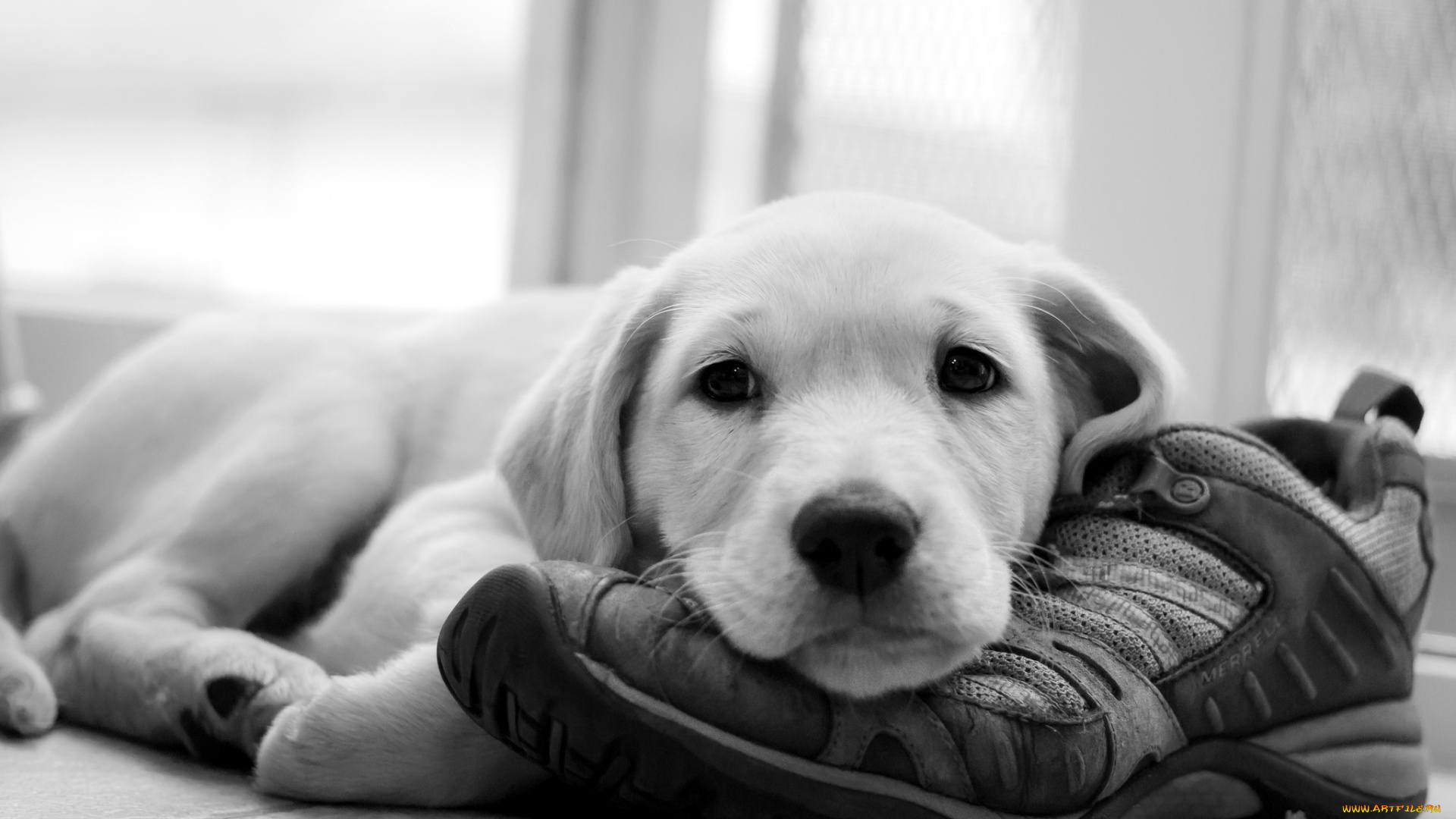 животные, собаки, щенок